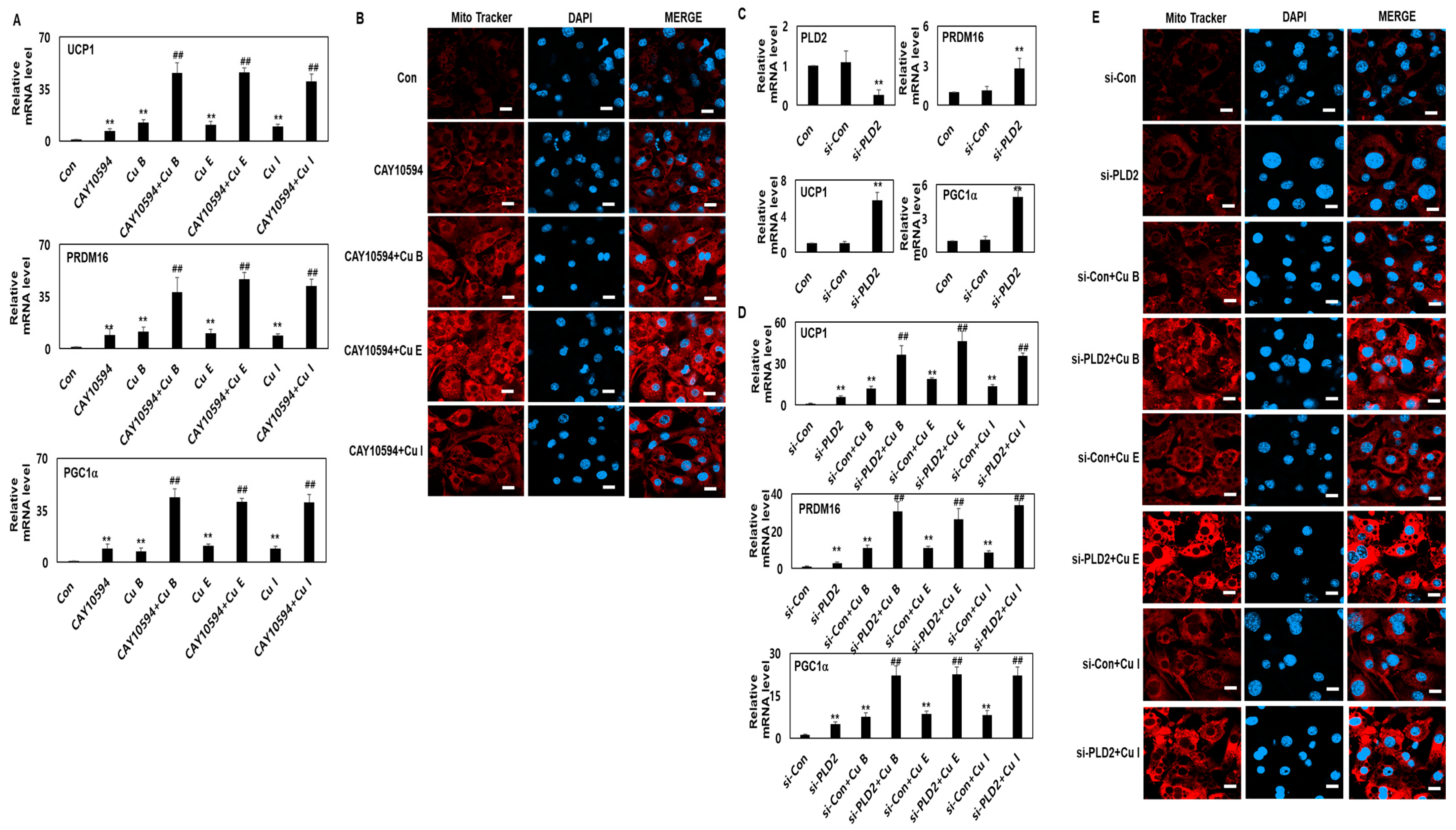 Ijms 23 15362 g005 Ijms 23 15362 g005