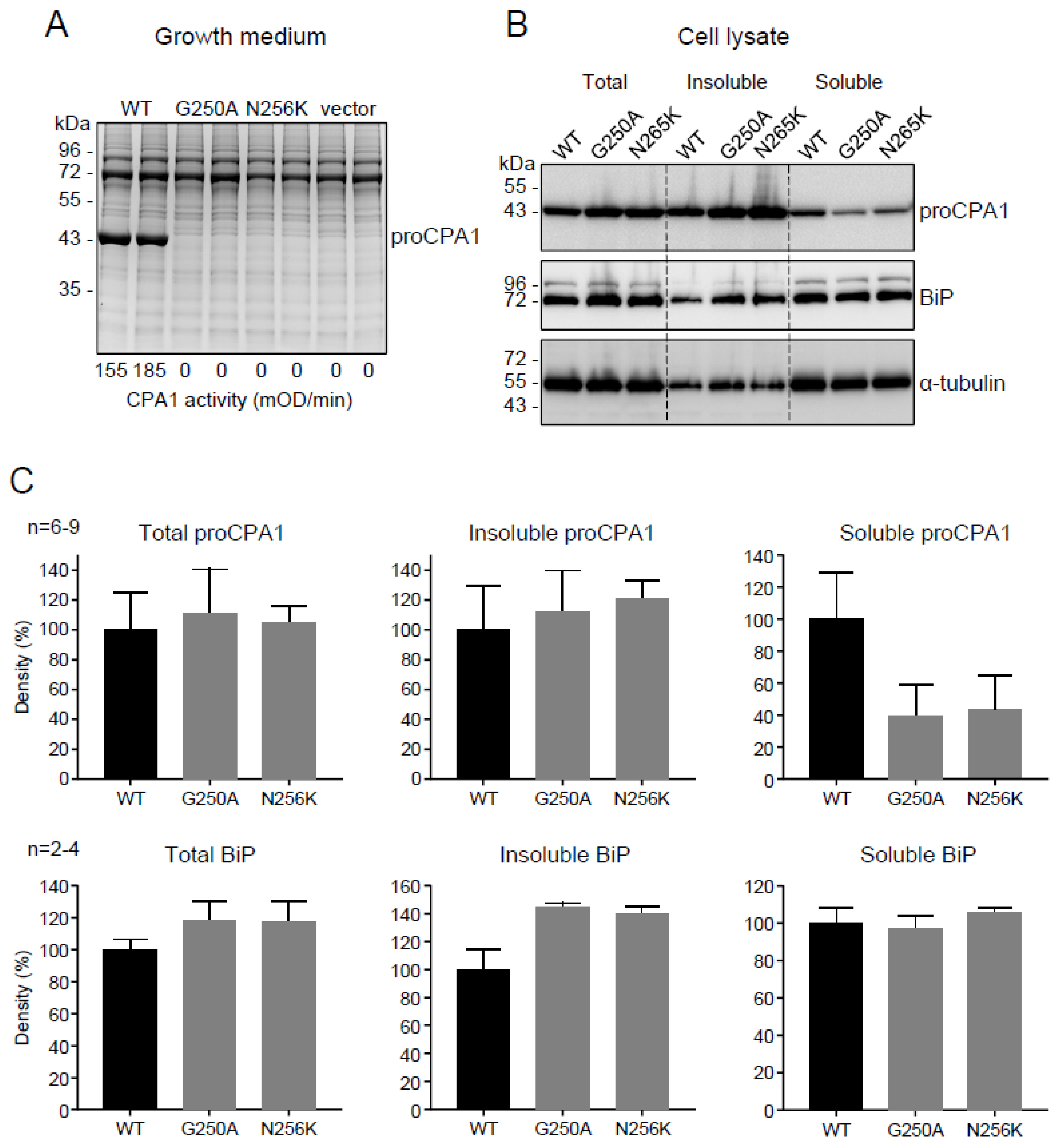 Ijms 23 15463 g001 Ijms 23 15463 g001