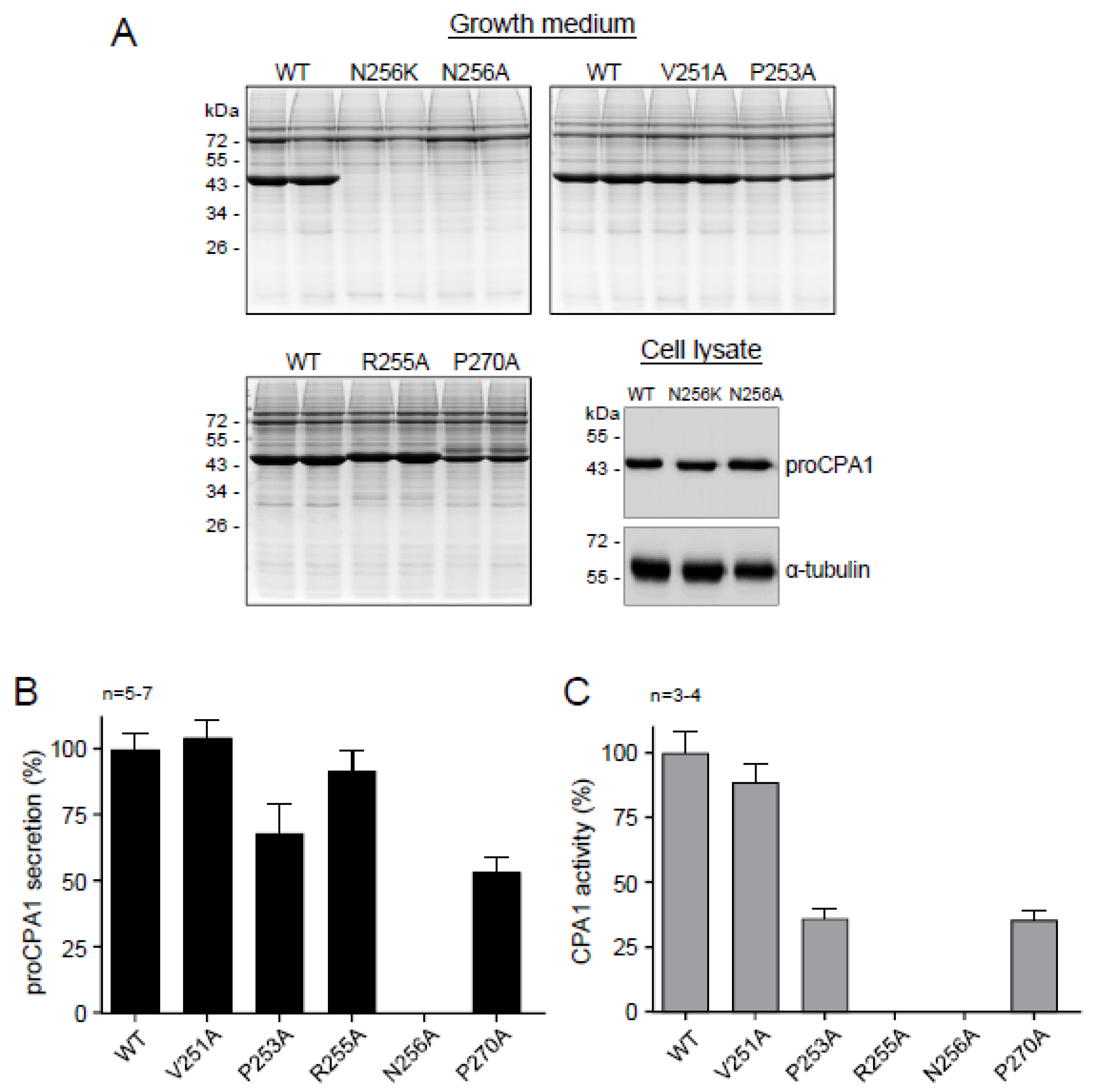 Ijms 23 15463 g006 Ijms 23 15463 g006