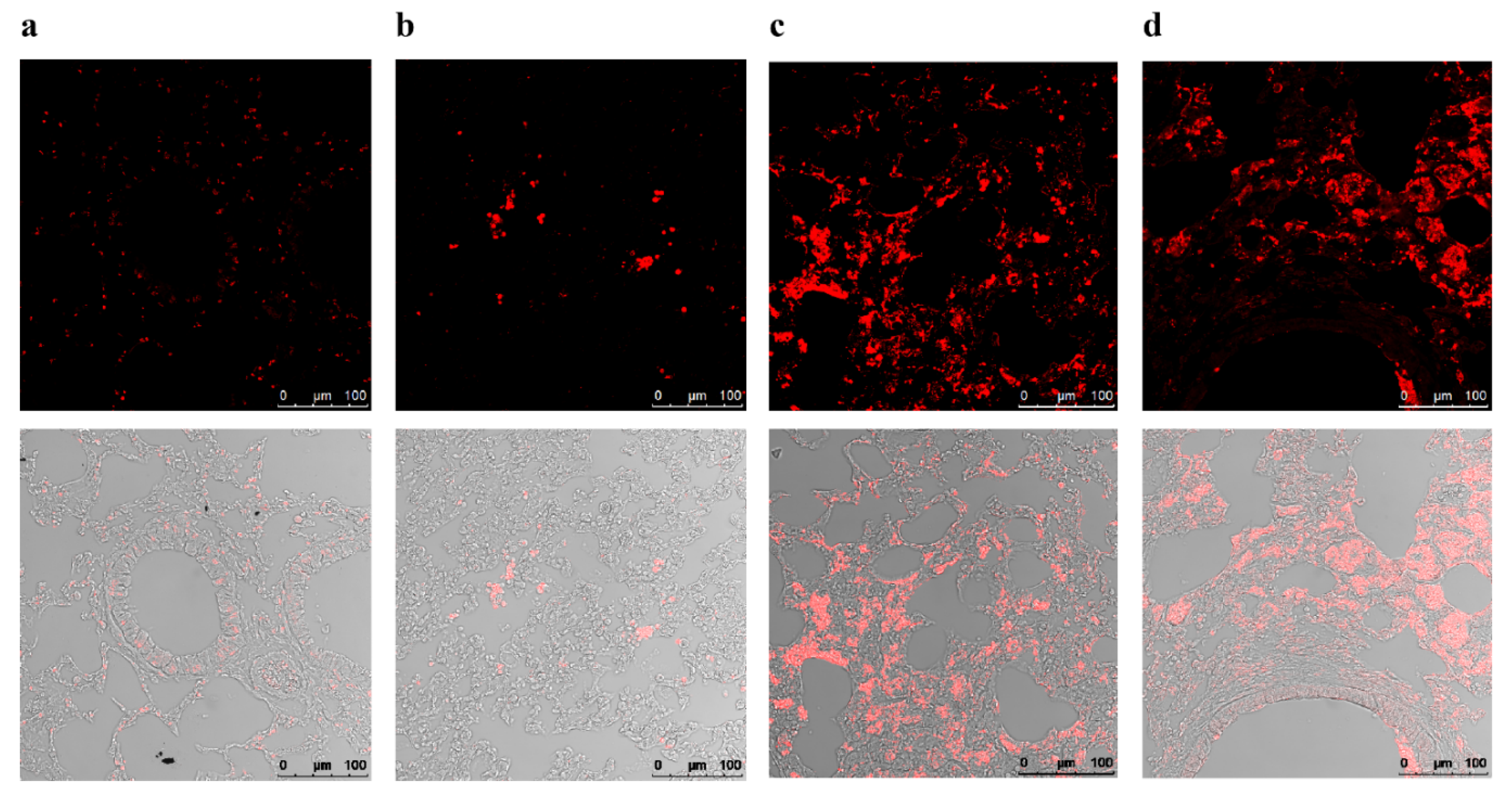 Ijms 23 15510 g003