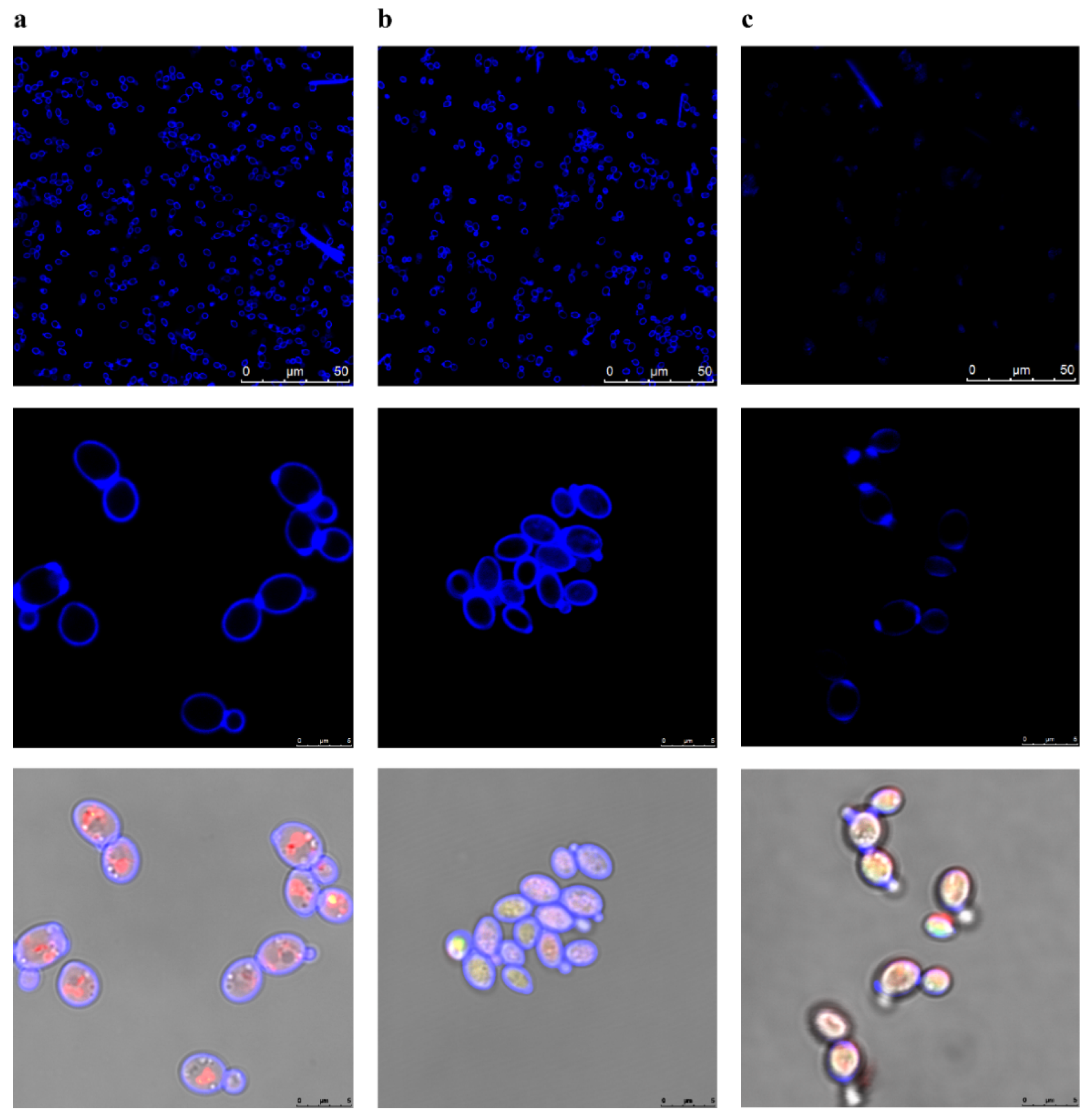 Ijms 23 15510 g004