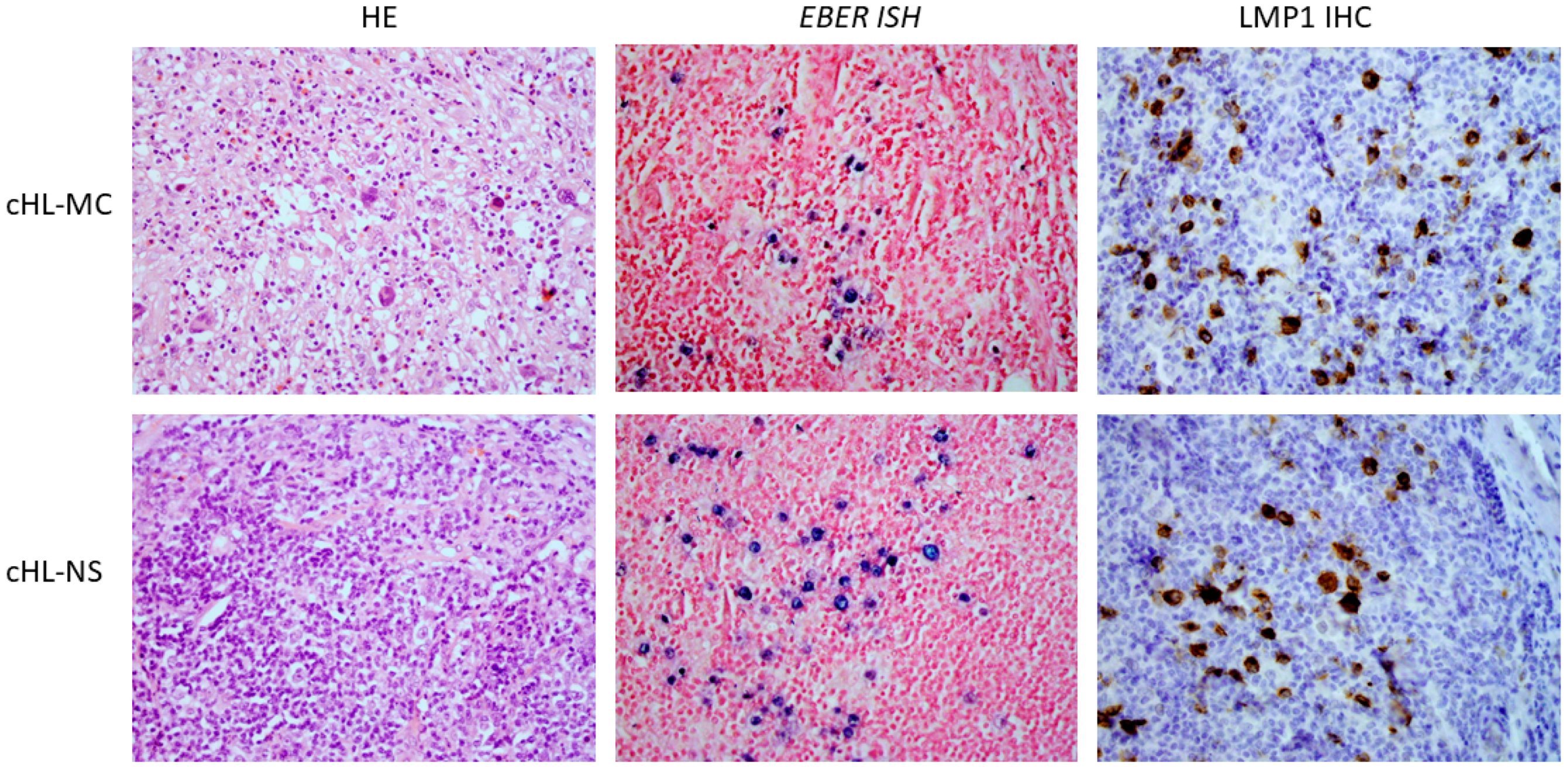 Ijms 23 15635 g001 Ijms 23 15635 g001