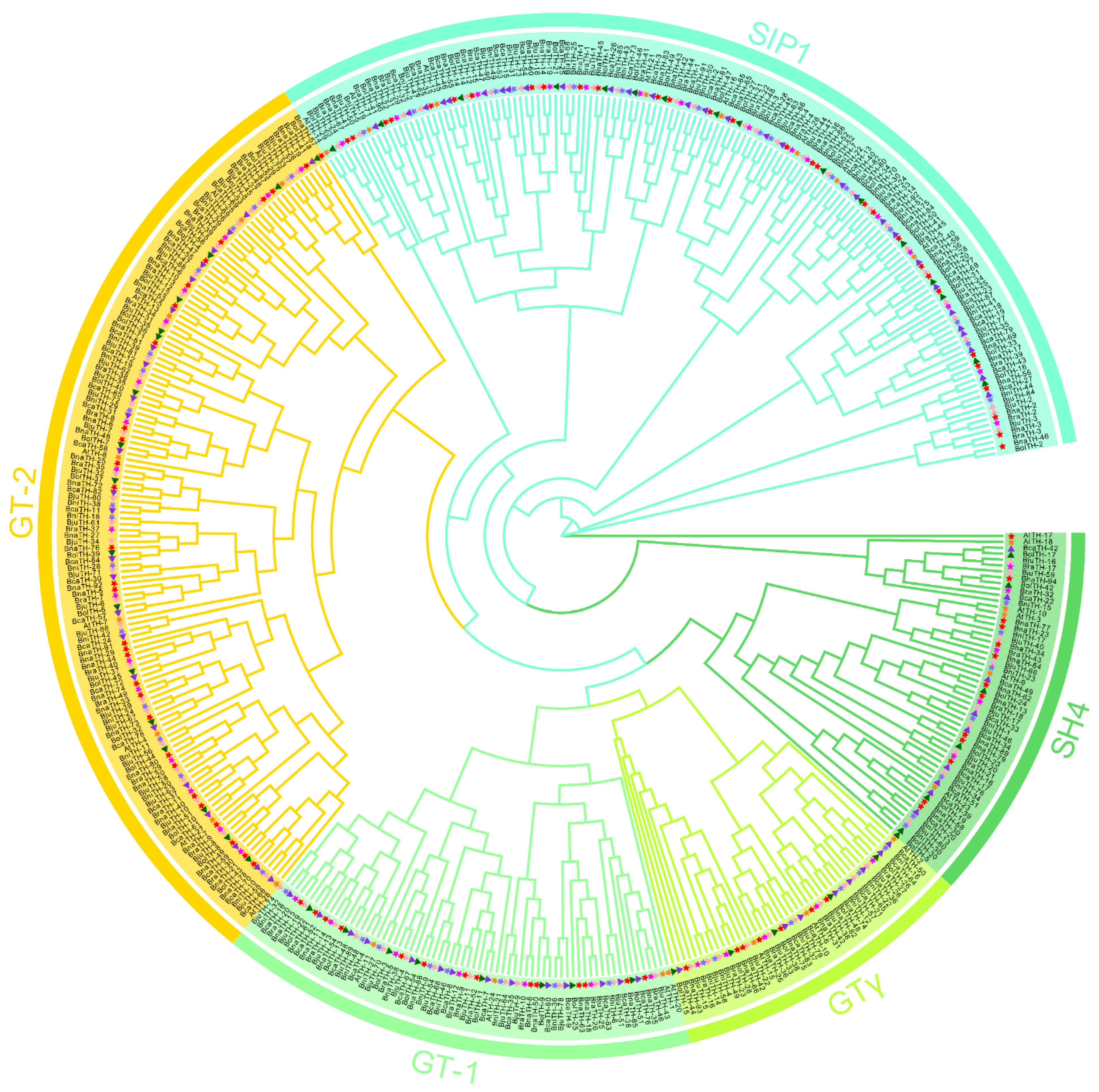 Conservation and Divergence of the Trihelix Genes in Brassica and ...