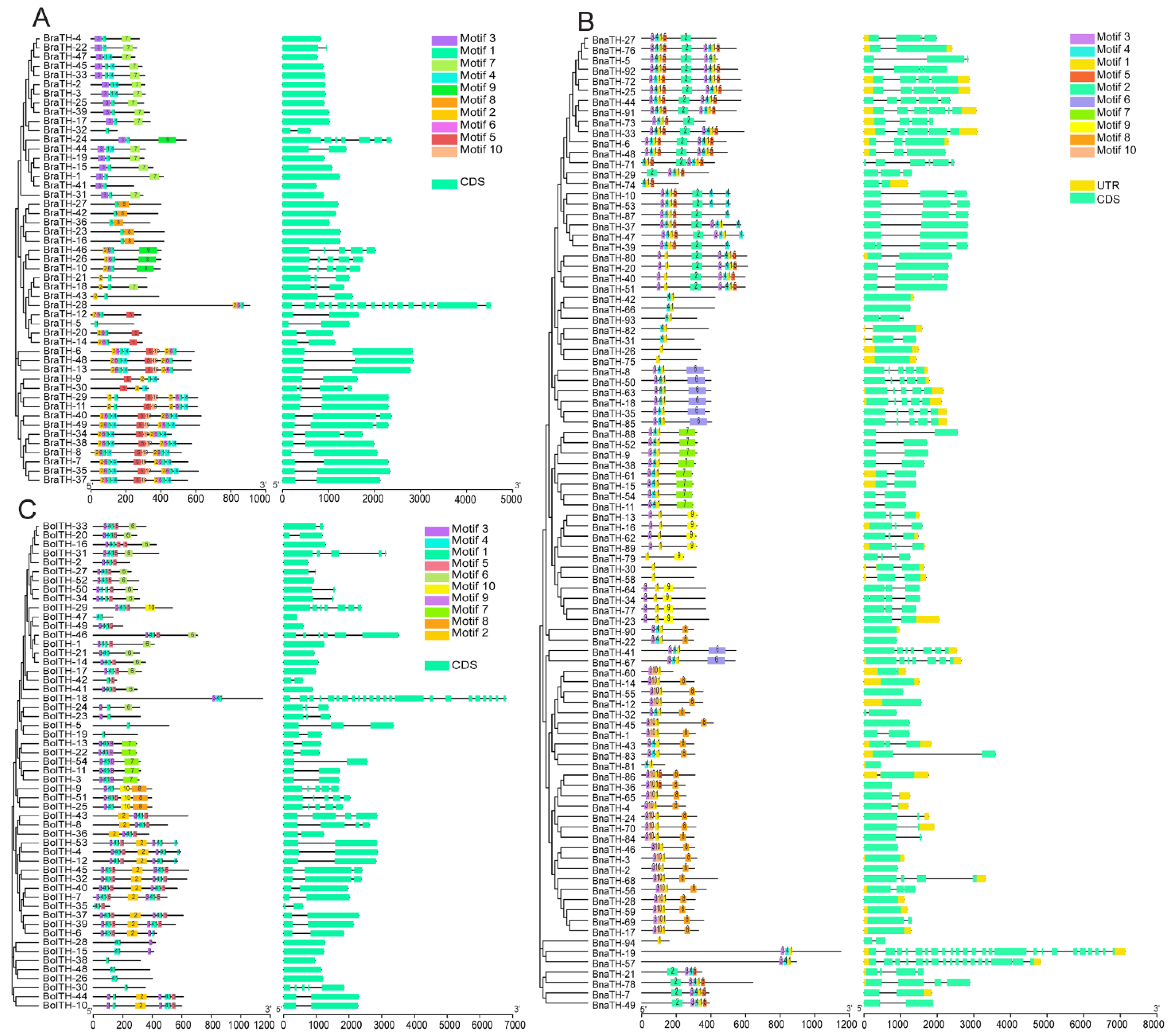 Conservation and Divergence of the Trihelix Genes in Brassica and ...