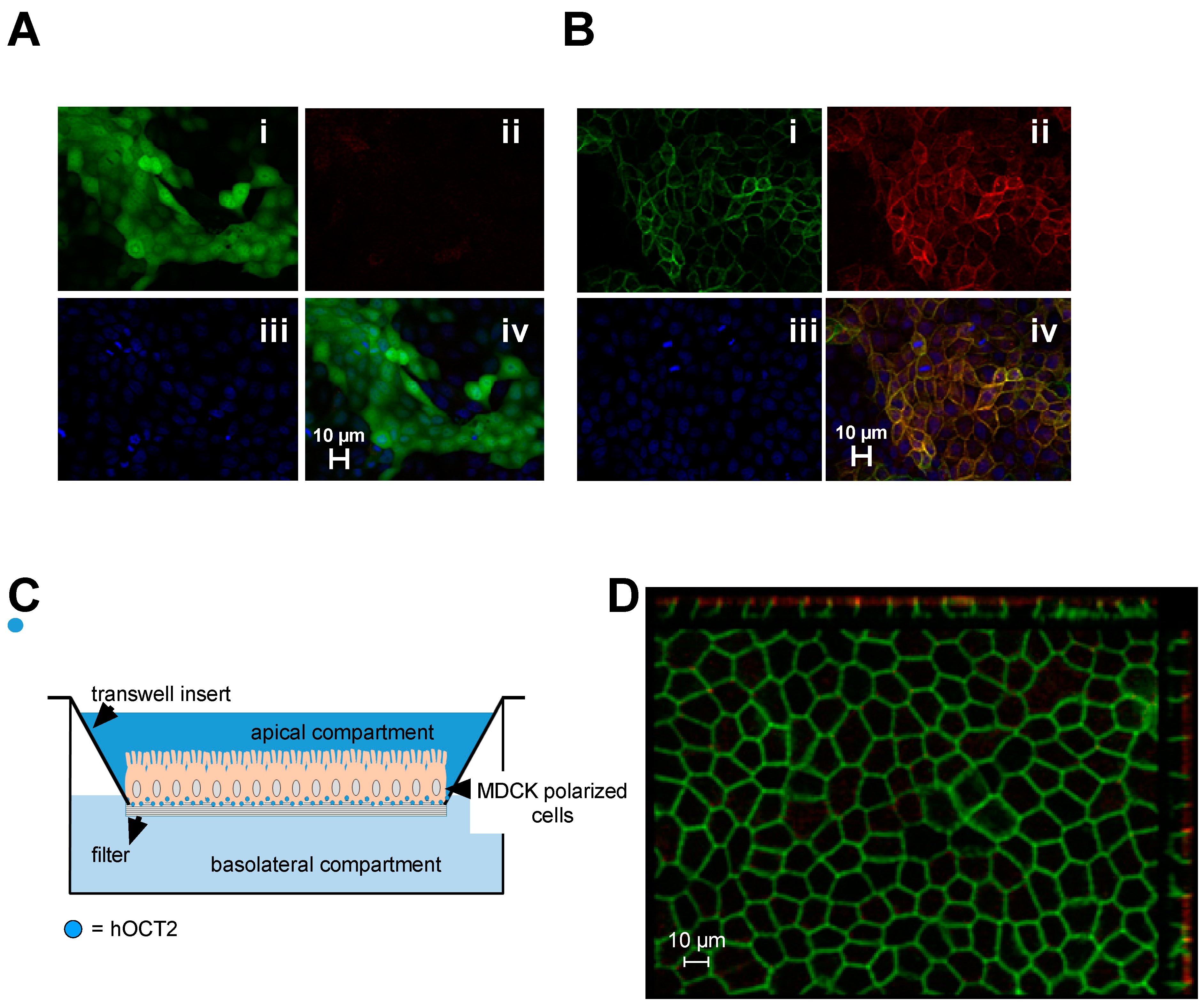 Ijms 23 15866 g001 Ijms 23 15866 g001