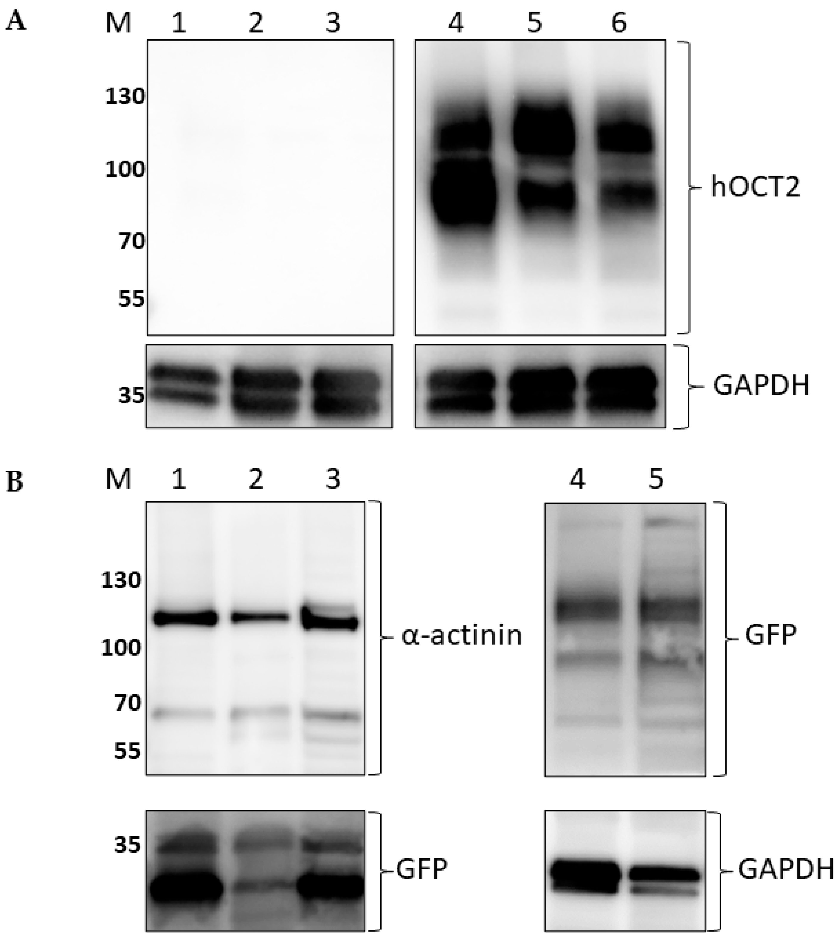 Ijms 23 15866 g002 Ijms 23 15866 g002