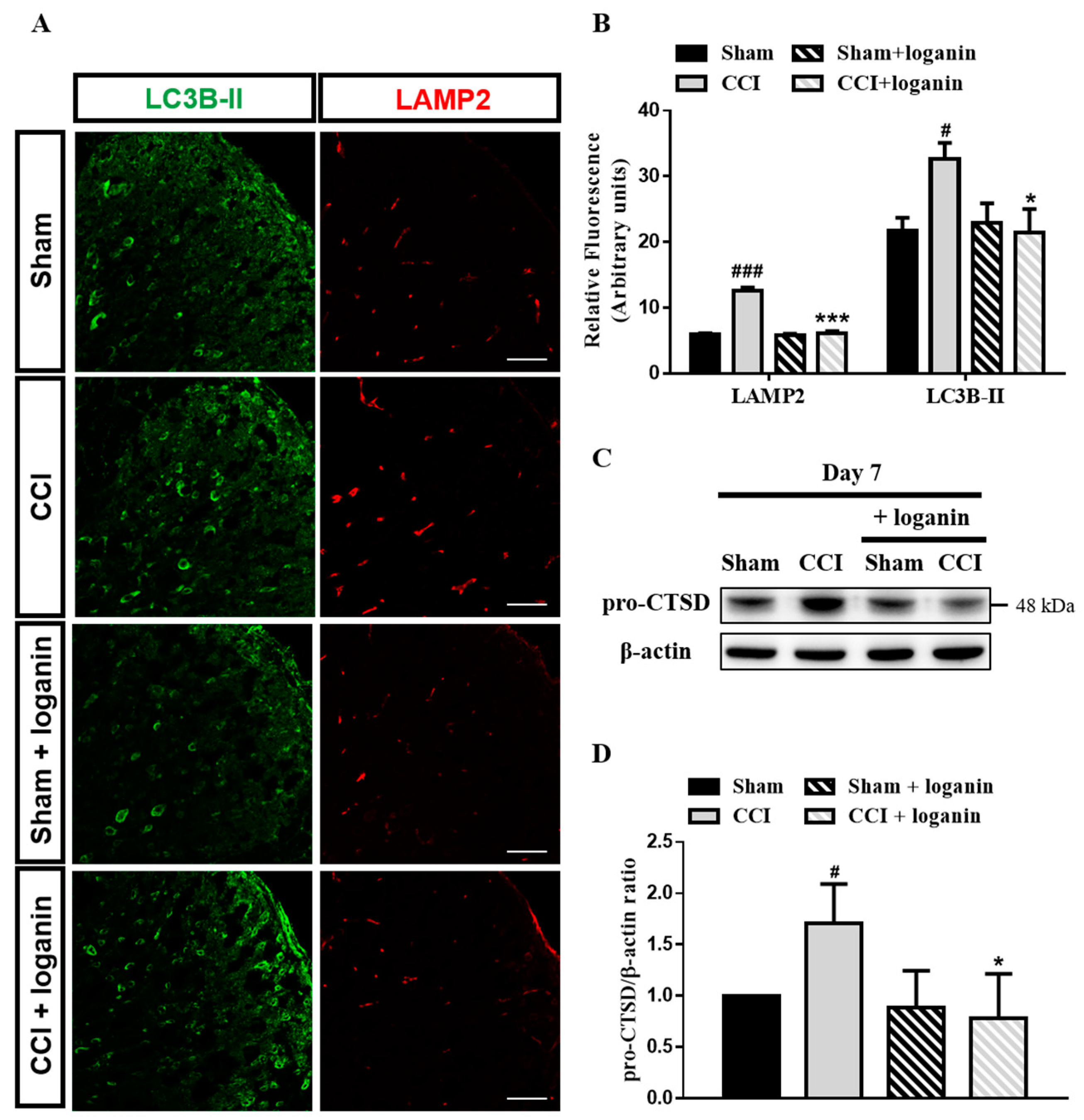 Ijms 23 15873 g004 Ijms 23 15873 g004