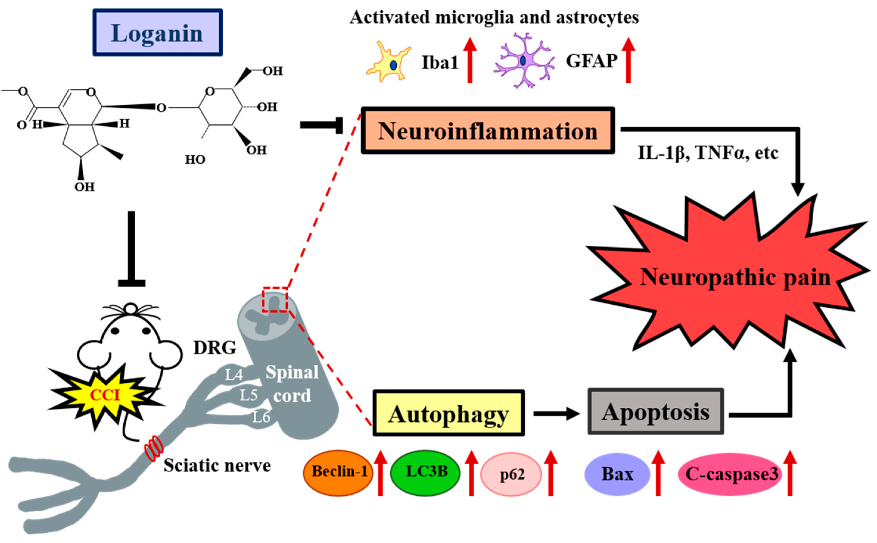 Ijms 23 15873 g006 Ijms 23 15873 g006