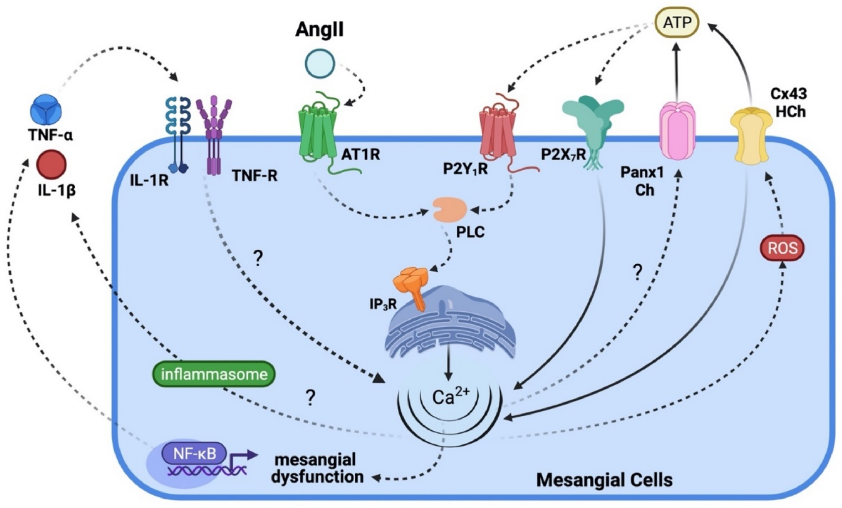 Ijms 23 15936 g005 Ijms 23 15936 g005