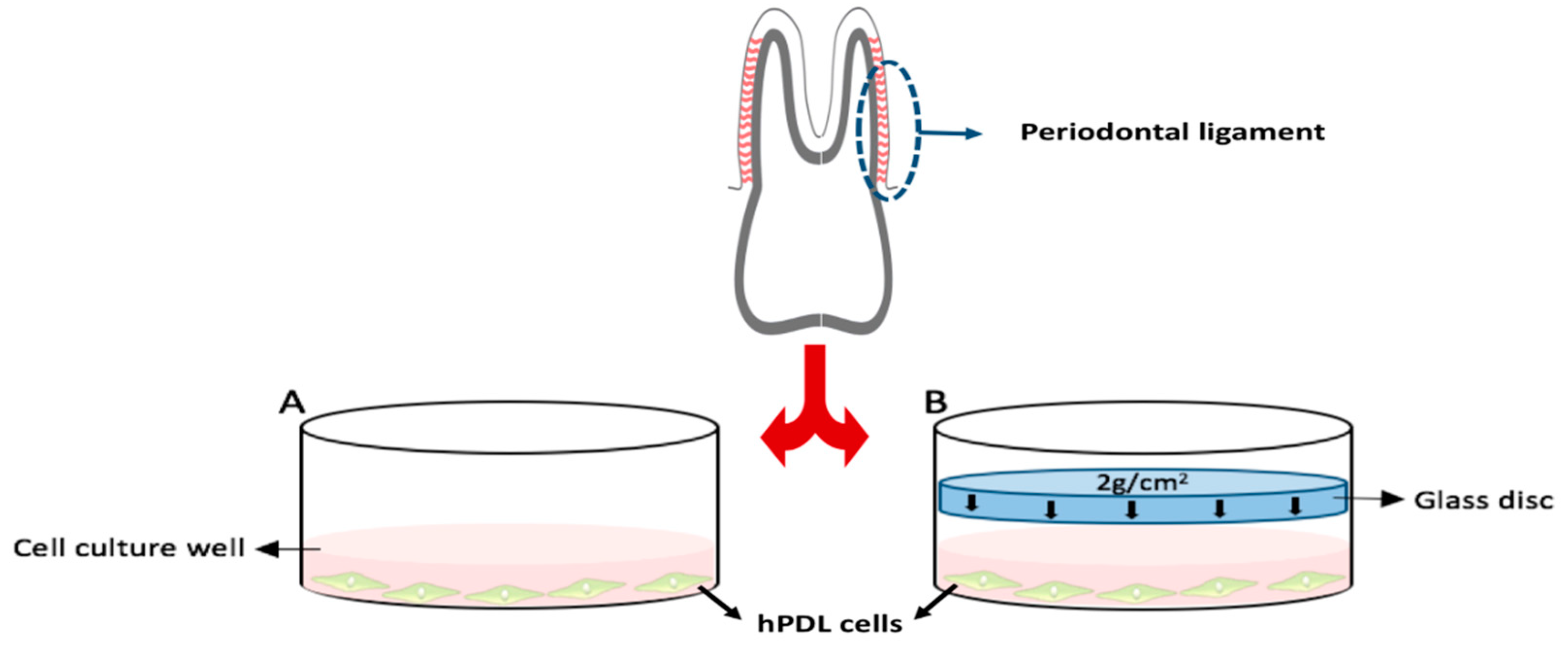 Ijms 23 15948 g001 Ijms 23 15948 g001