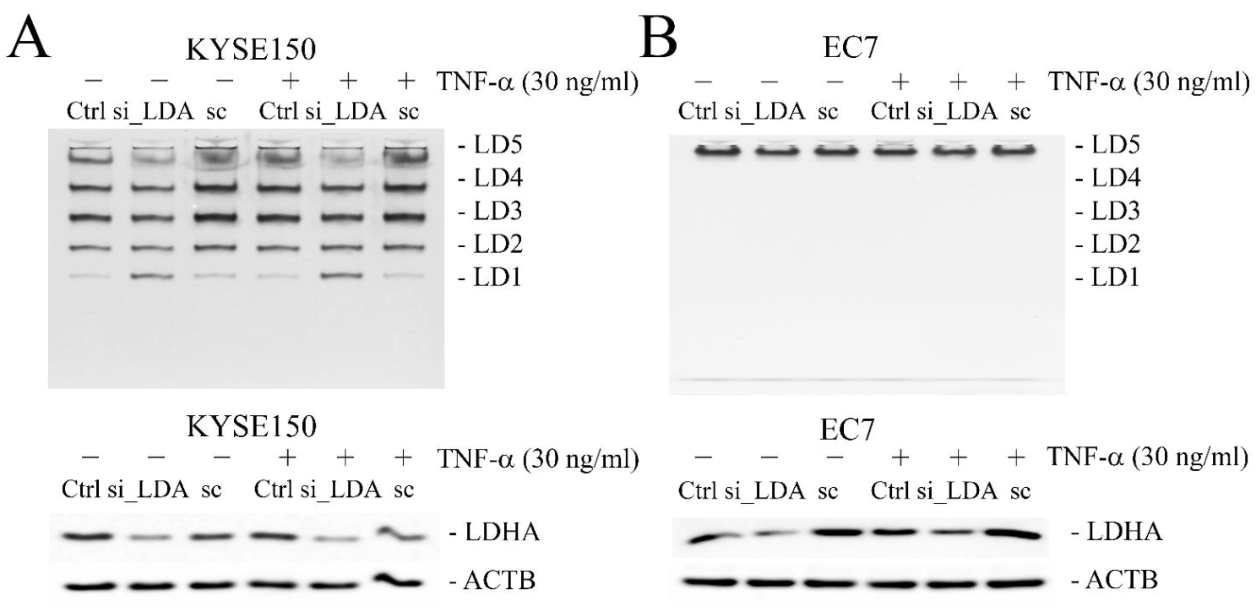 Ijms 23 16062 g006 Ijms 23 16062 g006