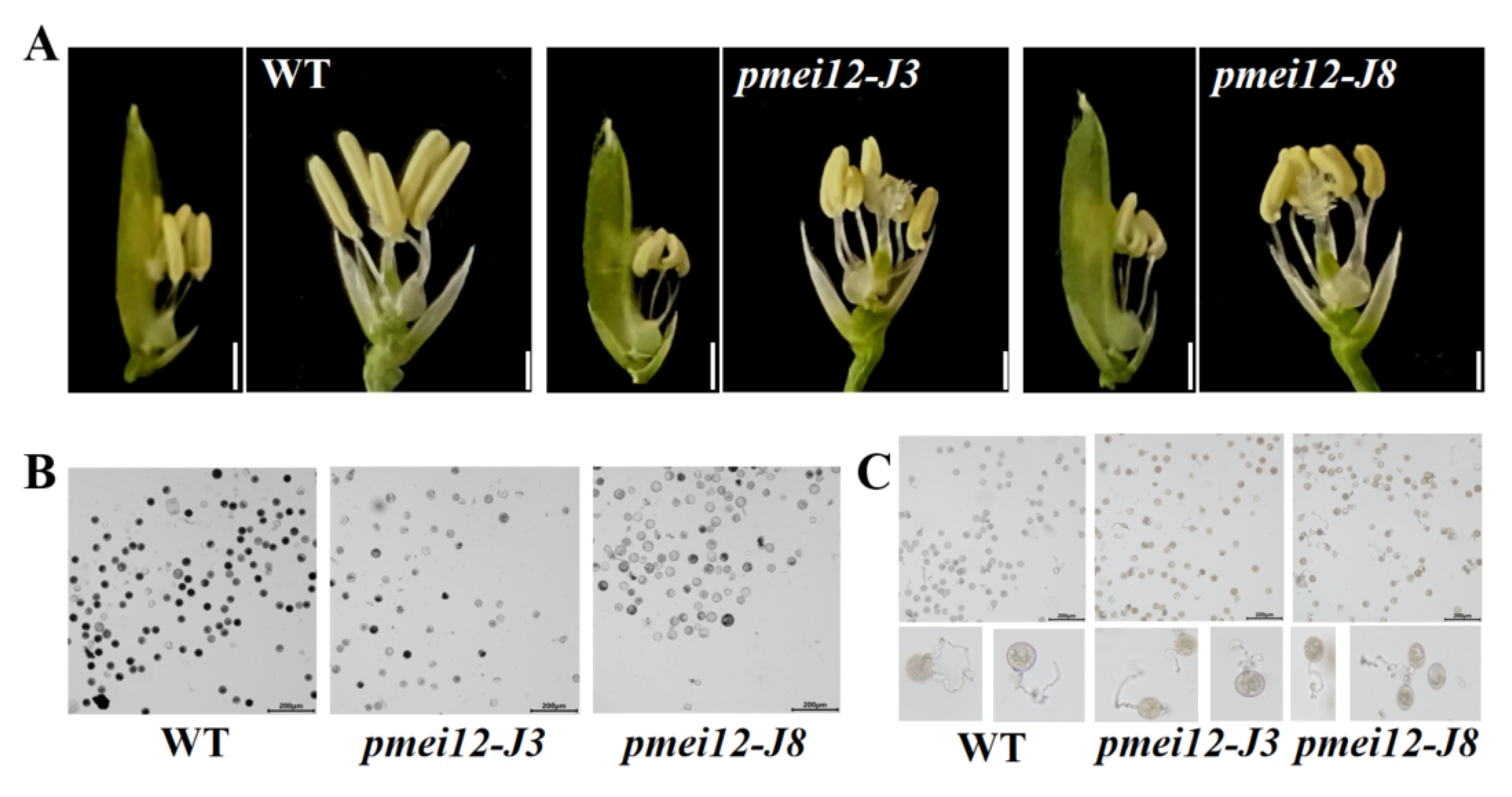 Ijms 23 16082 g005a Ijms 23 16082 g005a