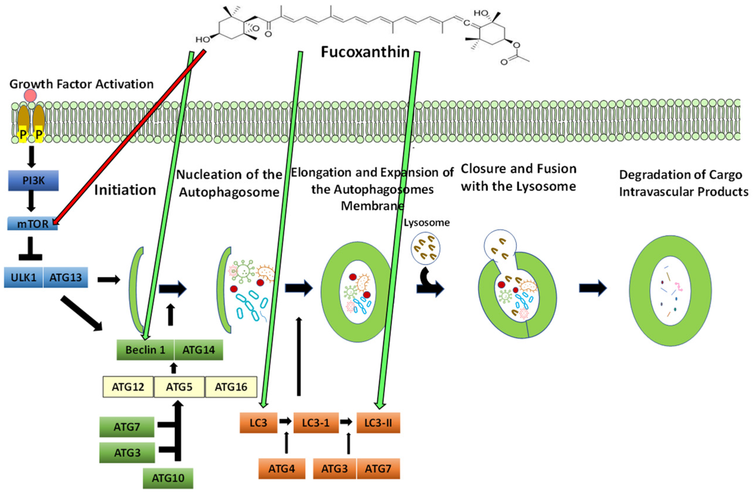 Ijms 23 16091 g006 Ijms 23 16091 g006