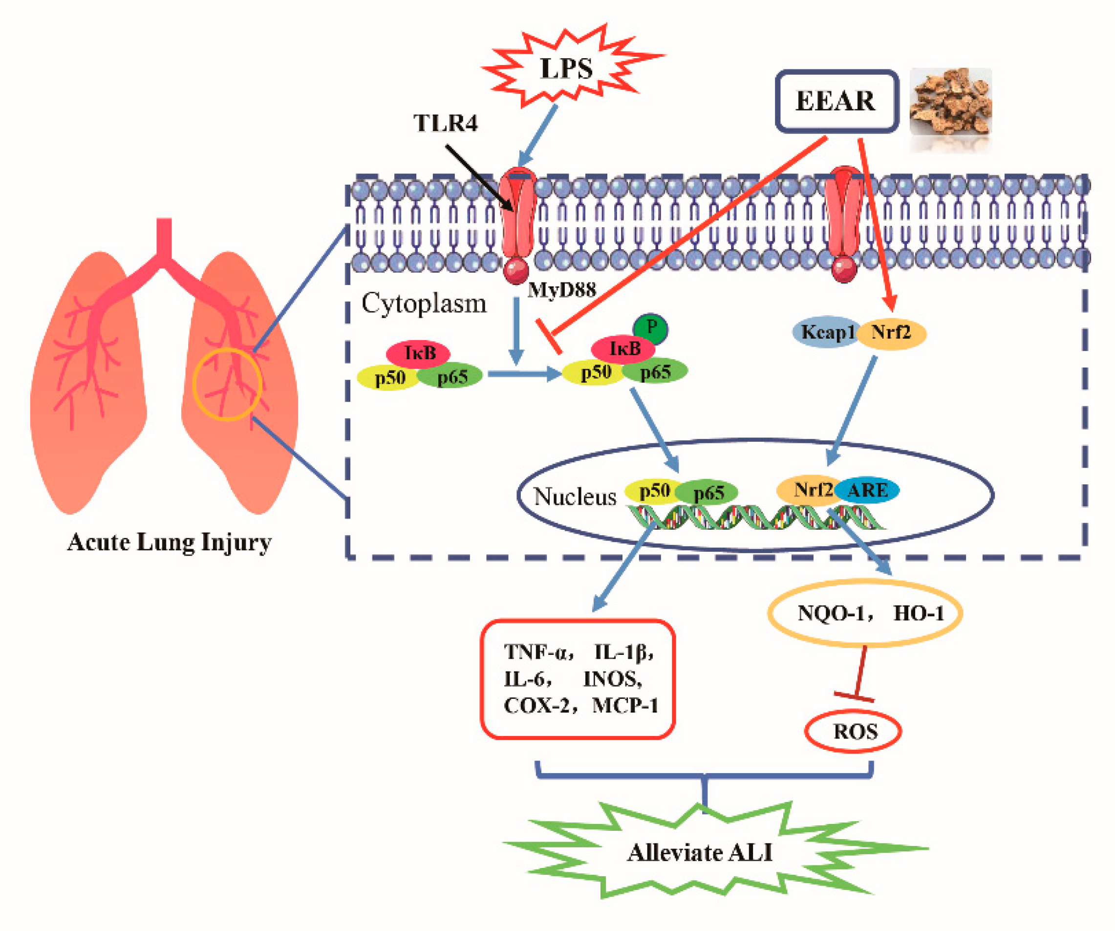 Ijms 23 16134 g010 Ijms 23 16134 g010