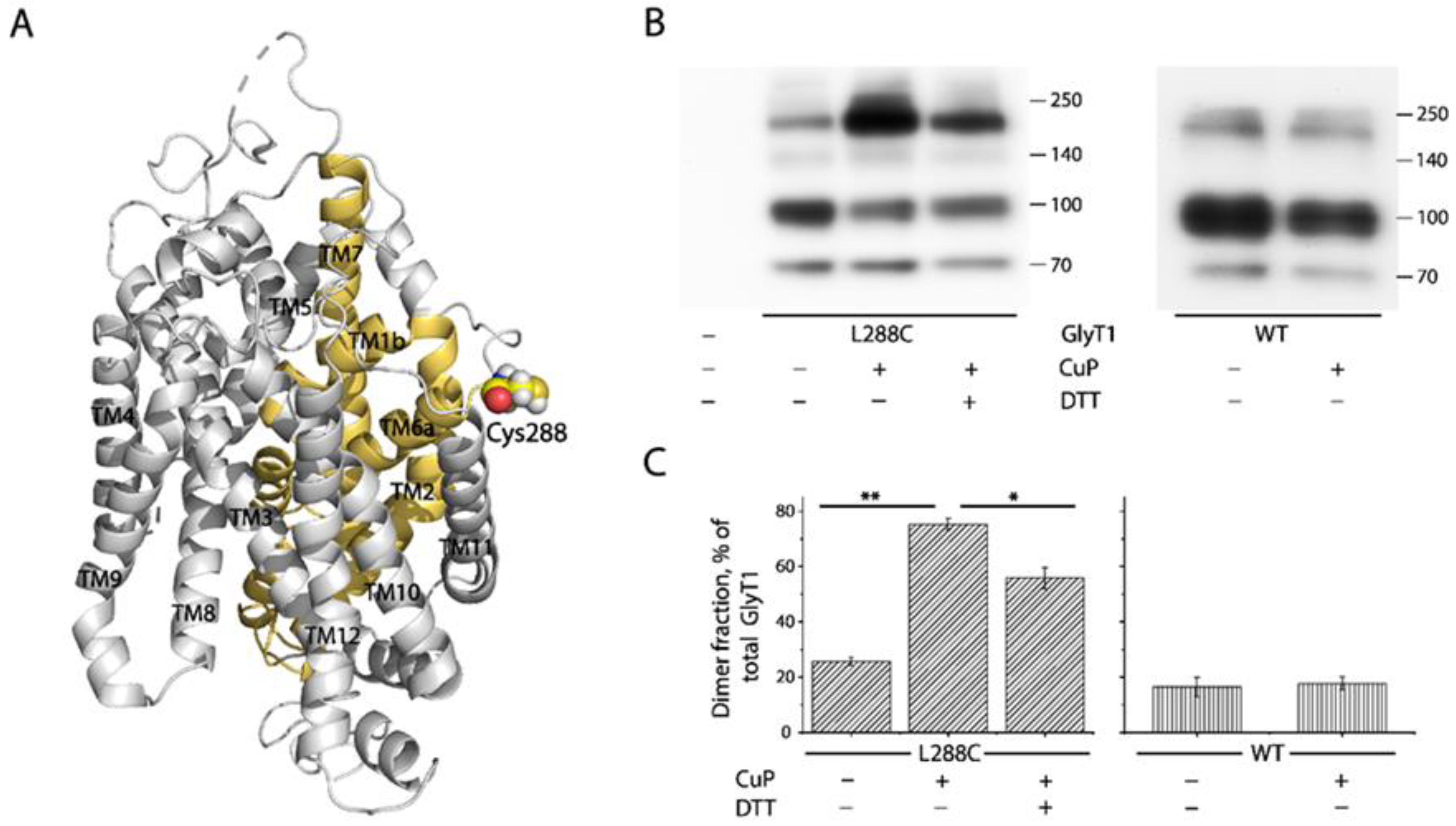 Ijms 23 16157 g002 Ijms 23 16157 g002