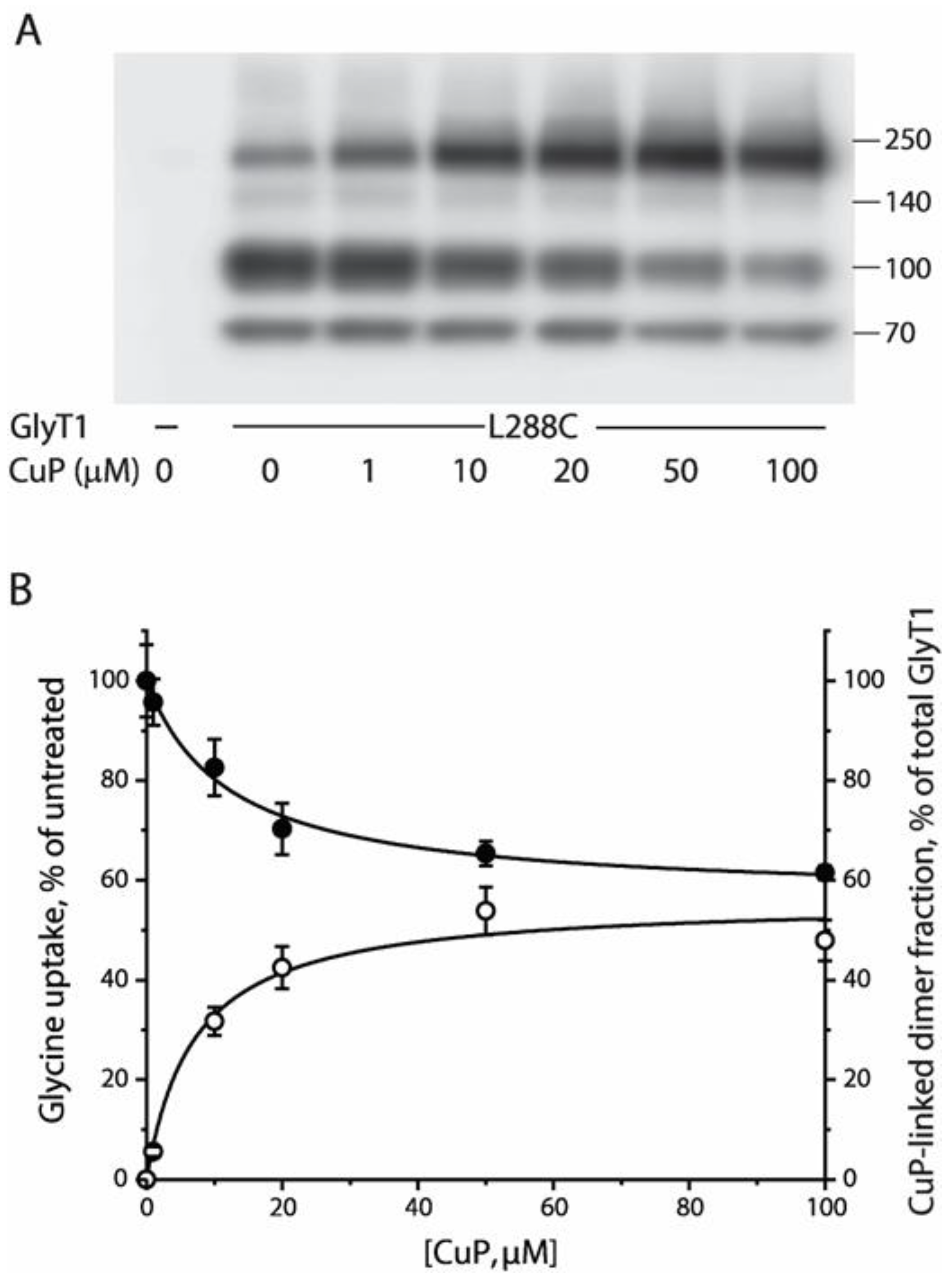 Ijms 23 16157 g003 Ijms 23 16157 g003