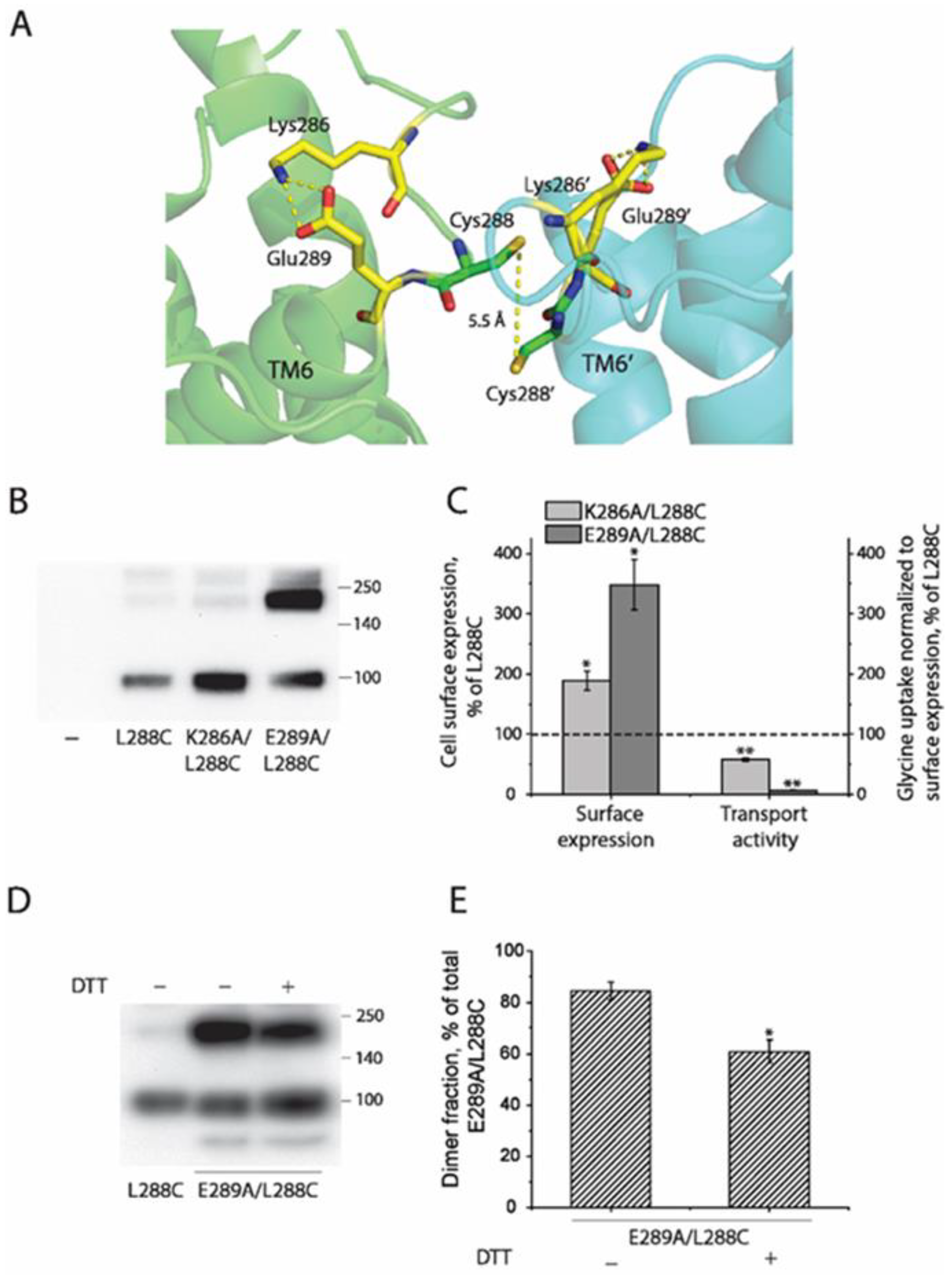 Ijms 23 16157 g004 Ijms 23 16157 g004
