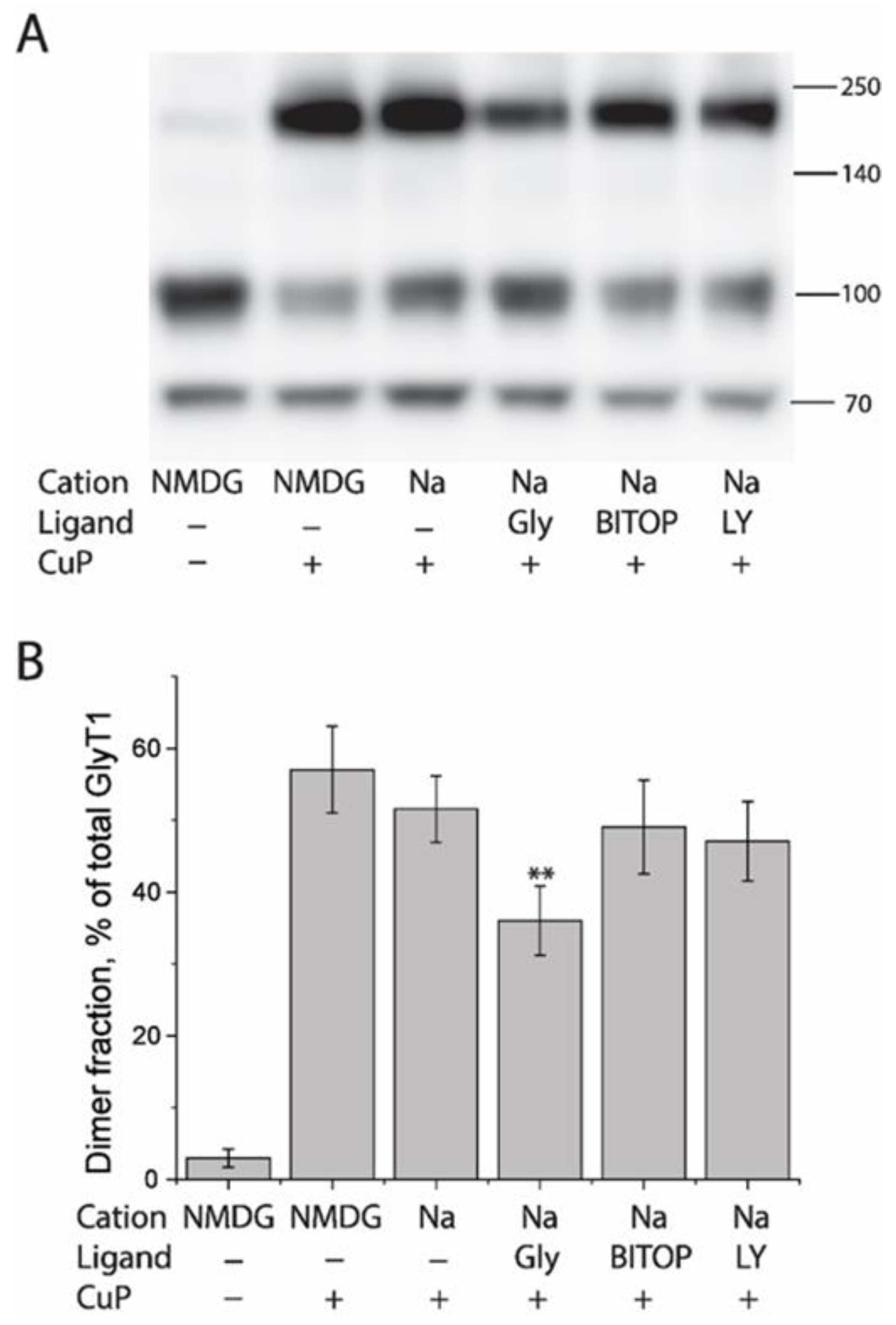 Ijms 23 16157 g007 Ijms 23 16157 g007