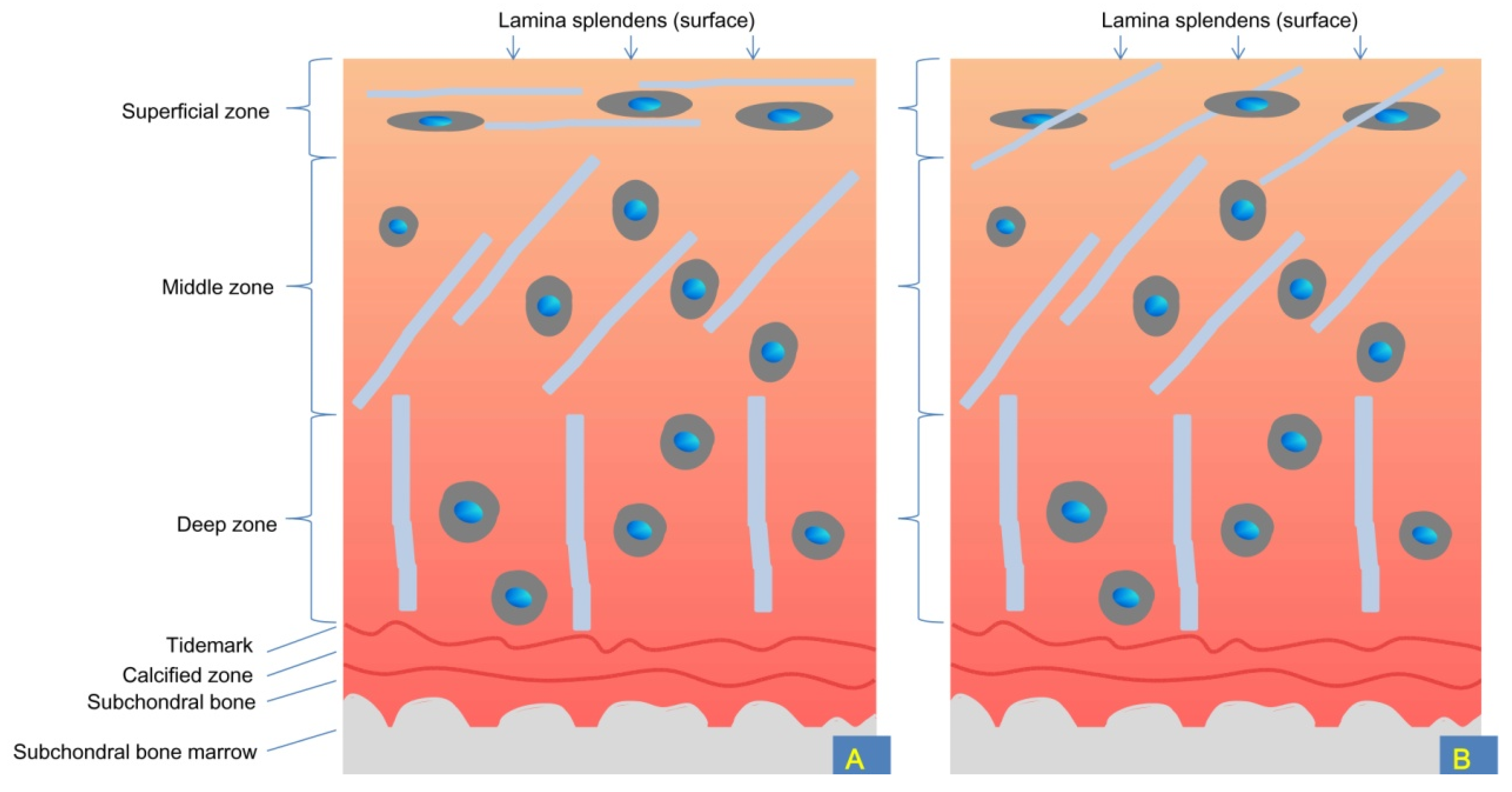 Ijms 24 00059 g001 Ijms 24 00059 g001