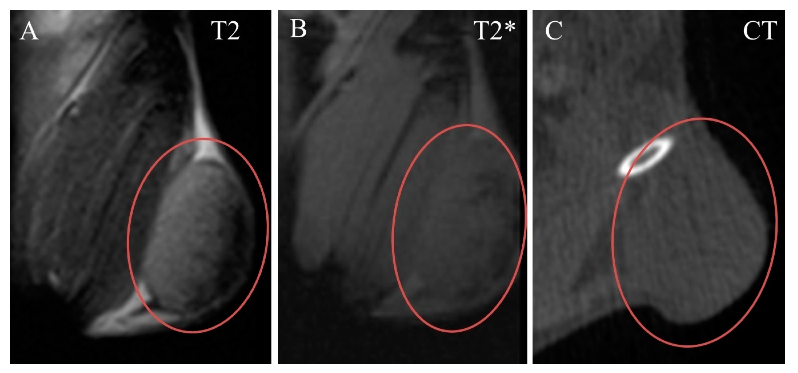 Ijms 24 00070 g004 Ijms 24 00070 g004