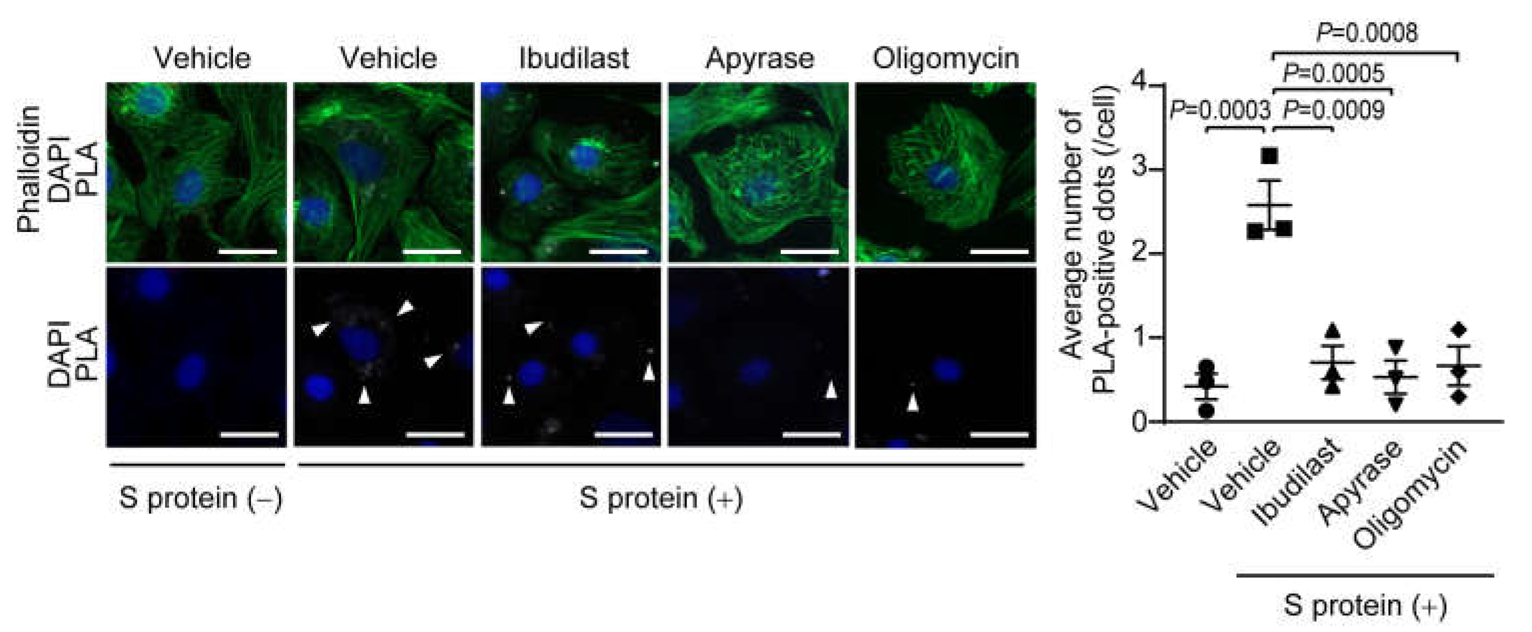 Ijms 24 00102 g005 Ijms 24 00102 g005