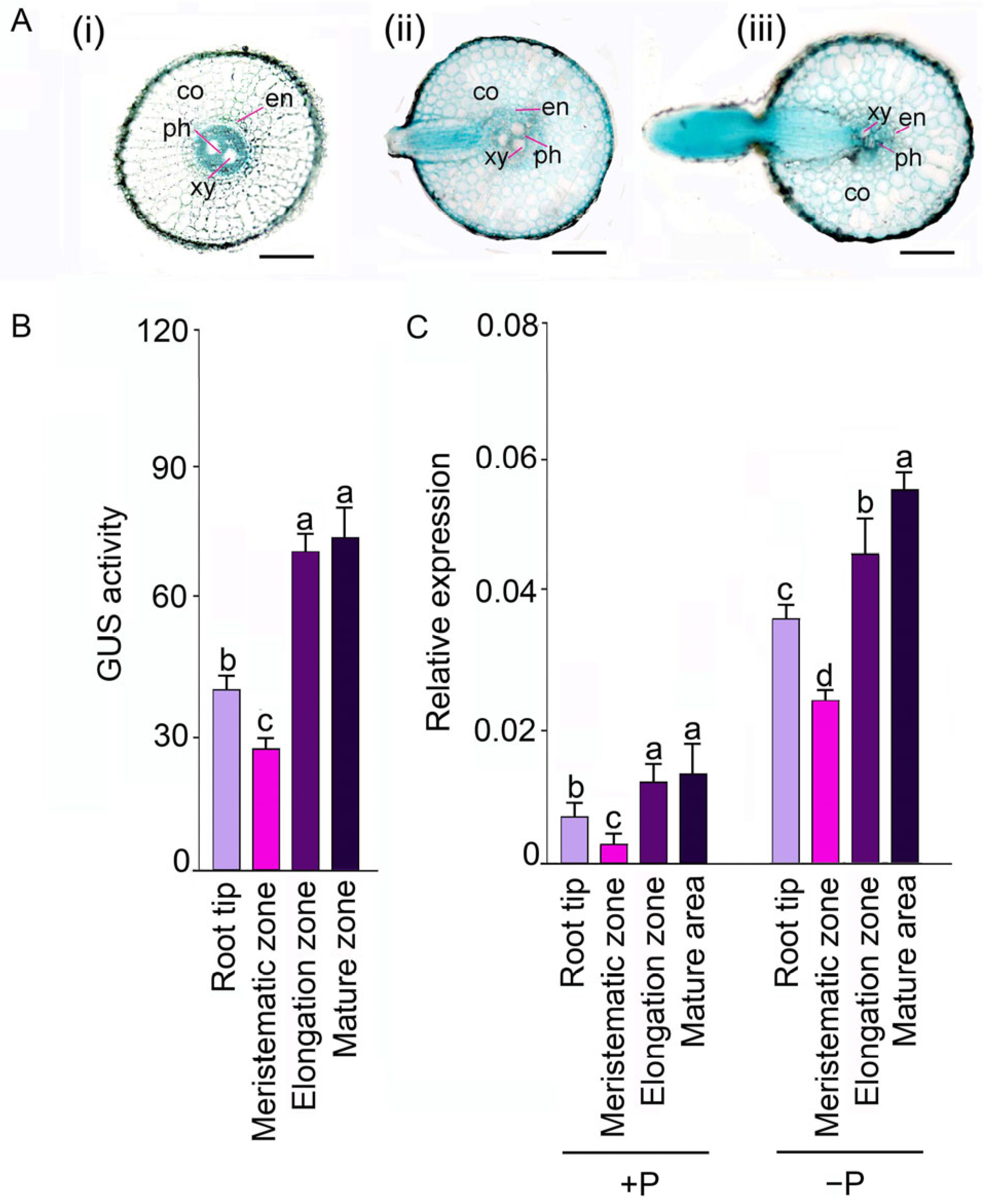 Ijms 24 00114 g001 Ijms 24 00114 g001