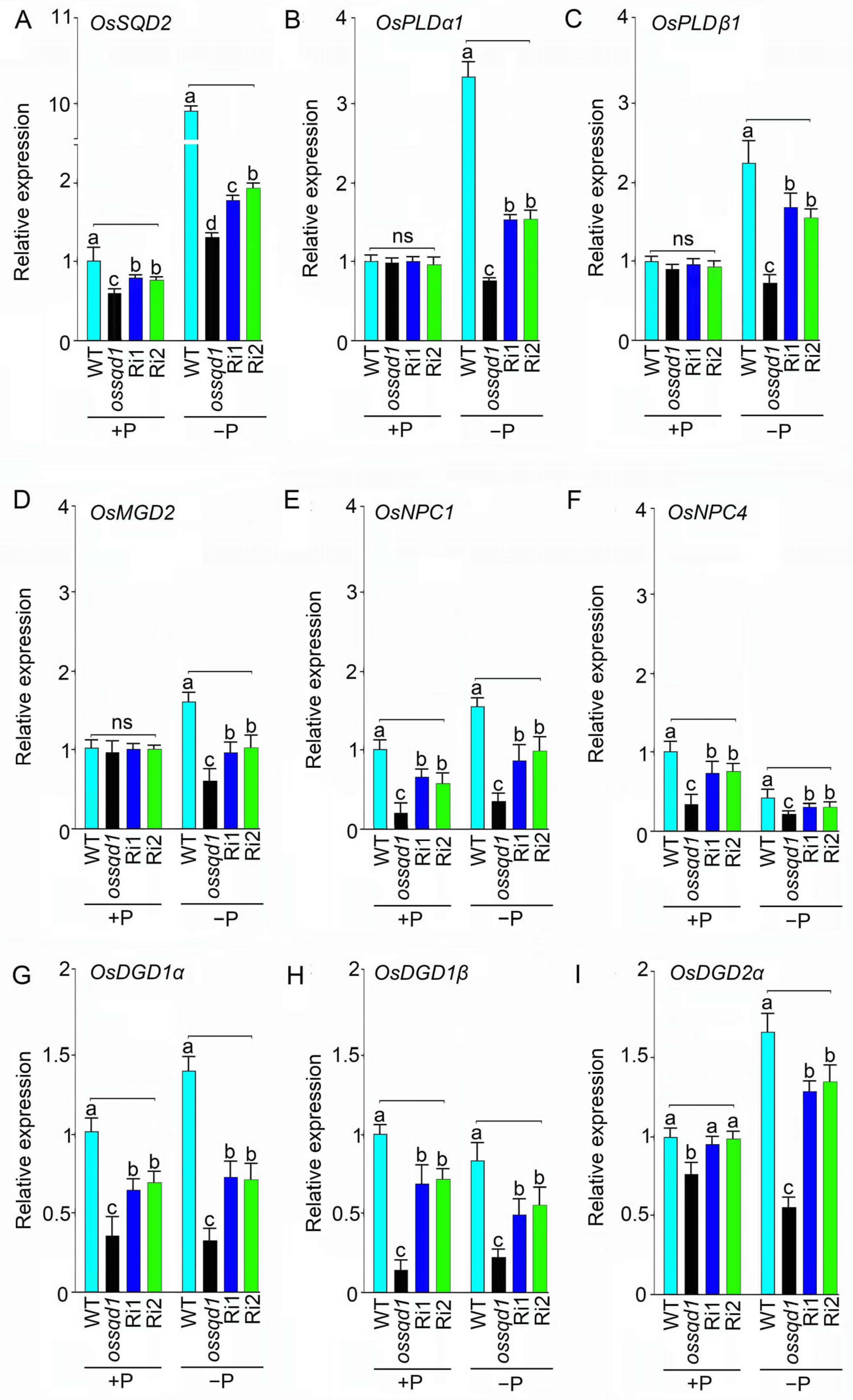 Ijms 24 00114 g006 Ijms 24 00114 g006