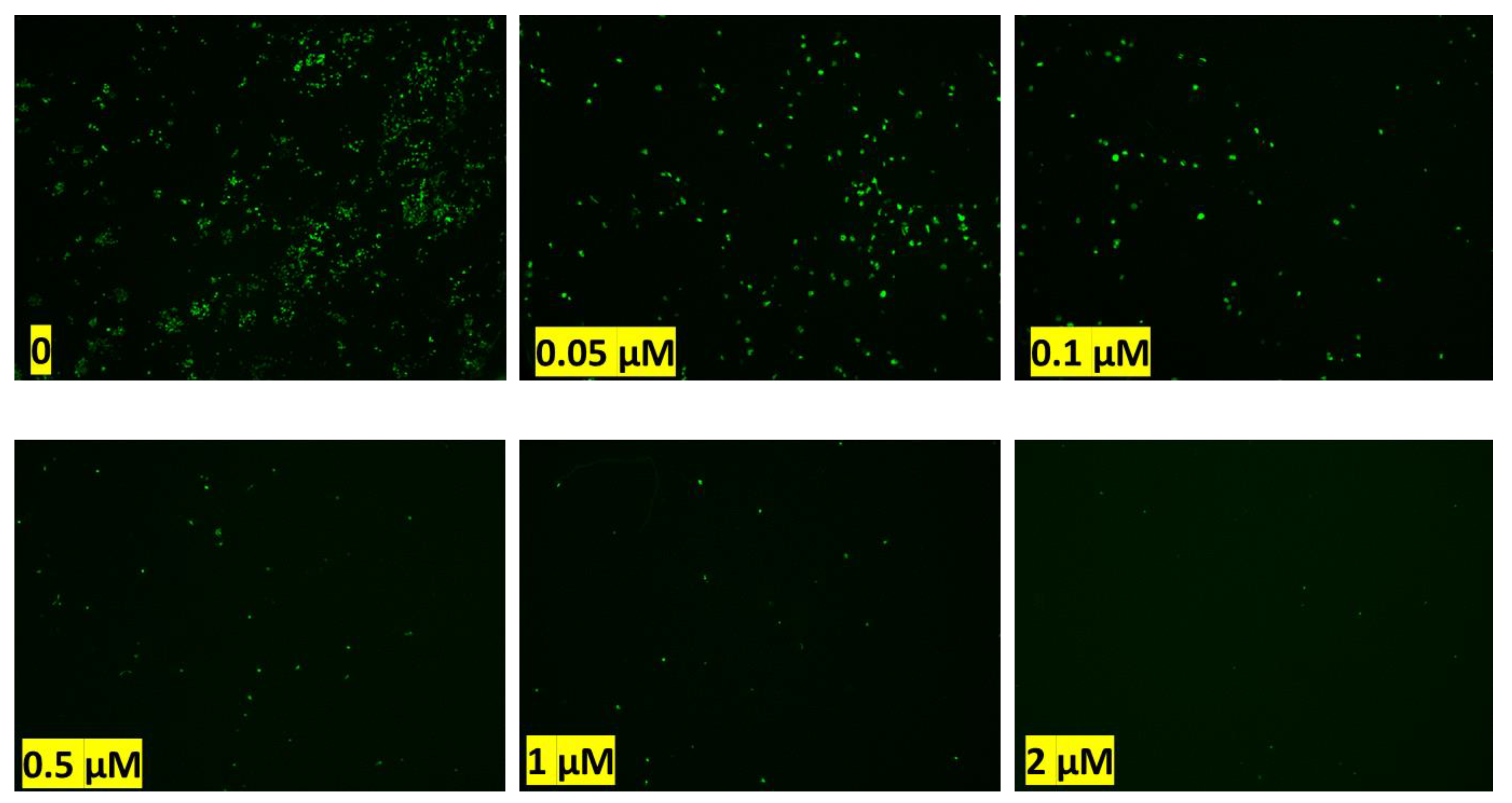 Ijms 24 00160 g0a7 Ijms 24 00160 g0a7