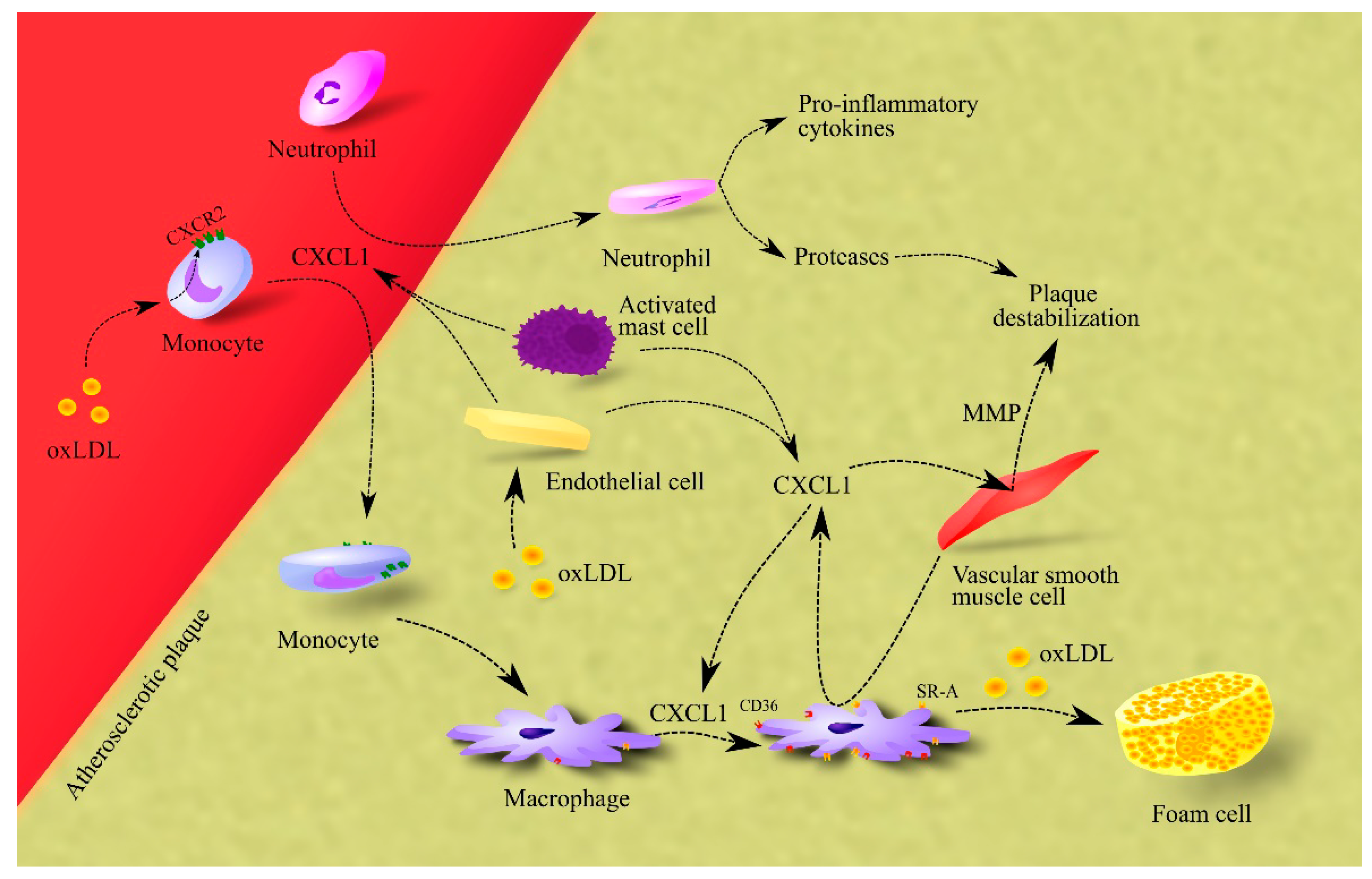 Ijms 24 00205 g001 Ijms 24 00205 g001