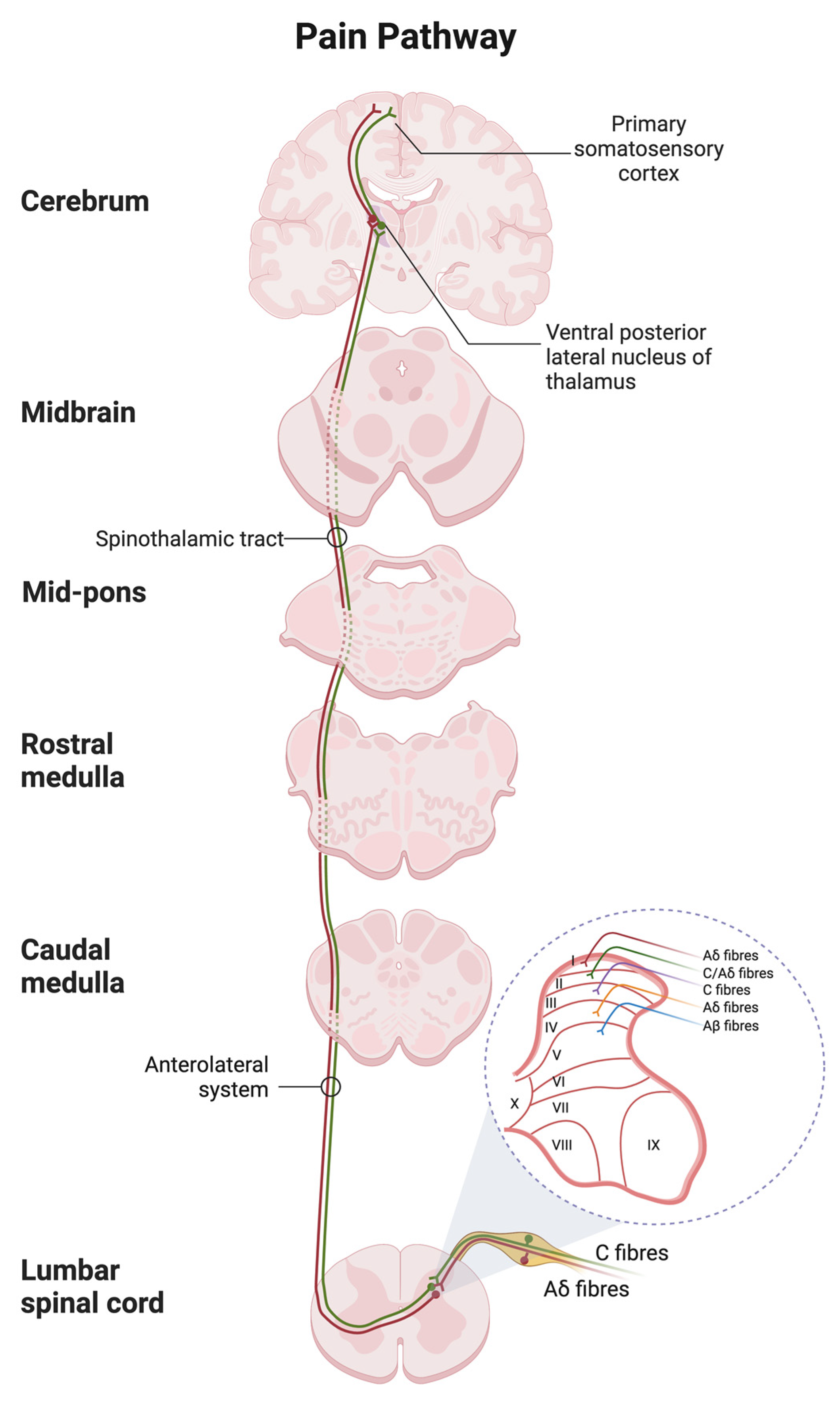 Ijms 24 00208 g004 Ijms 24 00208 g004