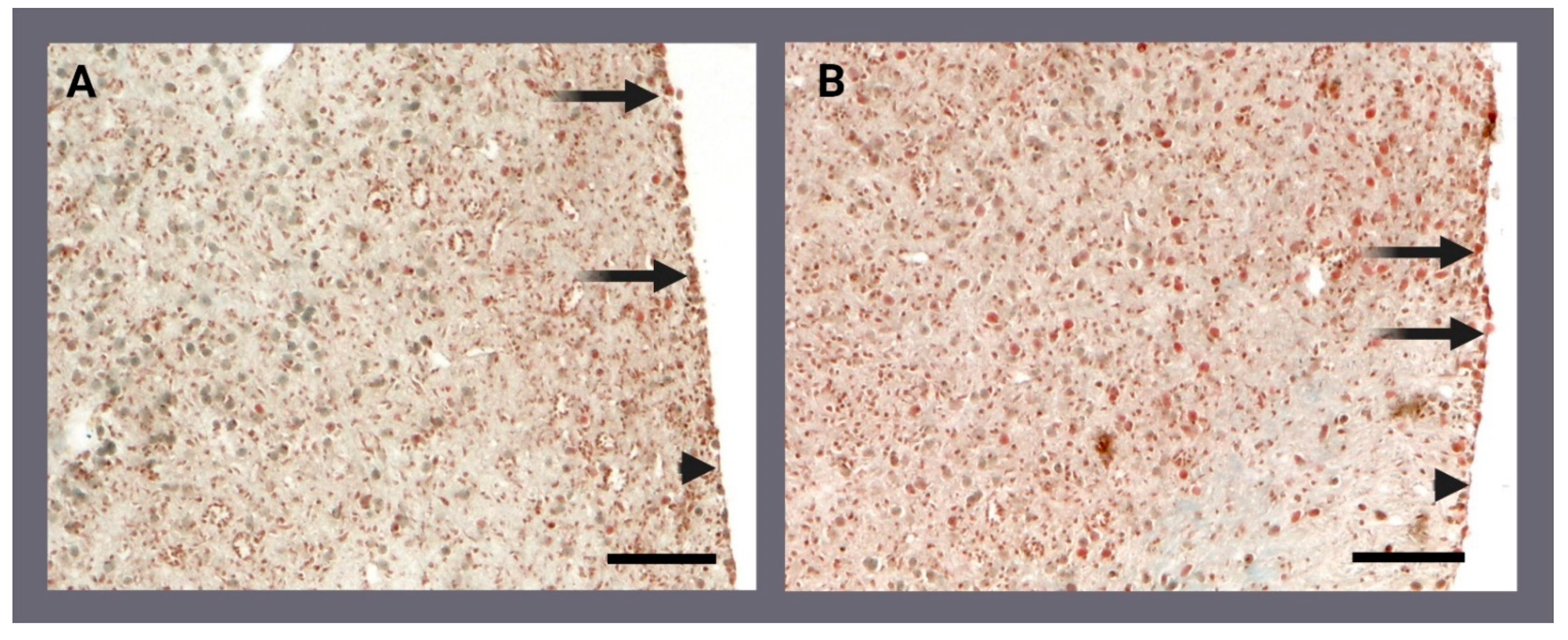 Ijms 24 00226 g002 Ijms 24 00226 g002