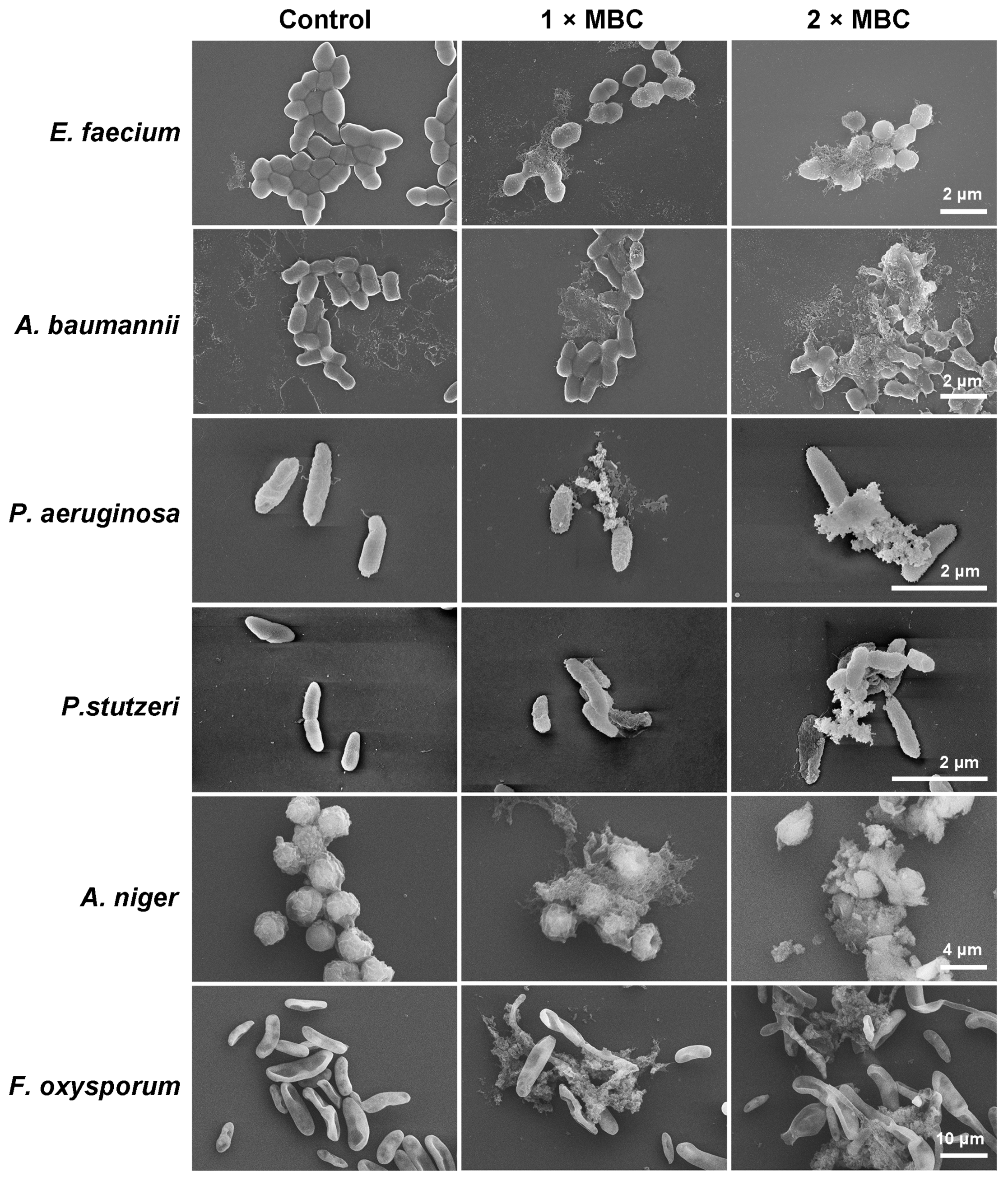 Ijms 24 00267 g001 Ijms 24 00267 g001