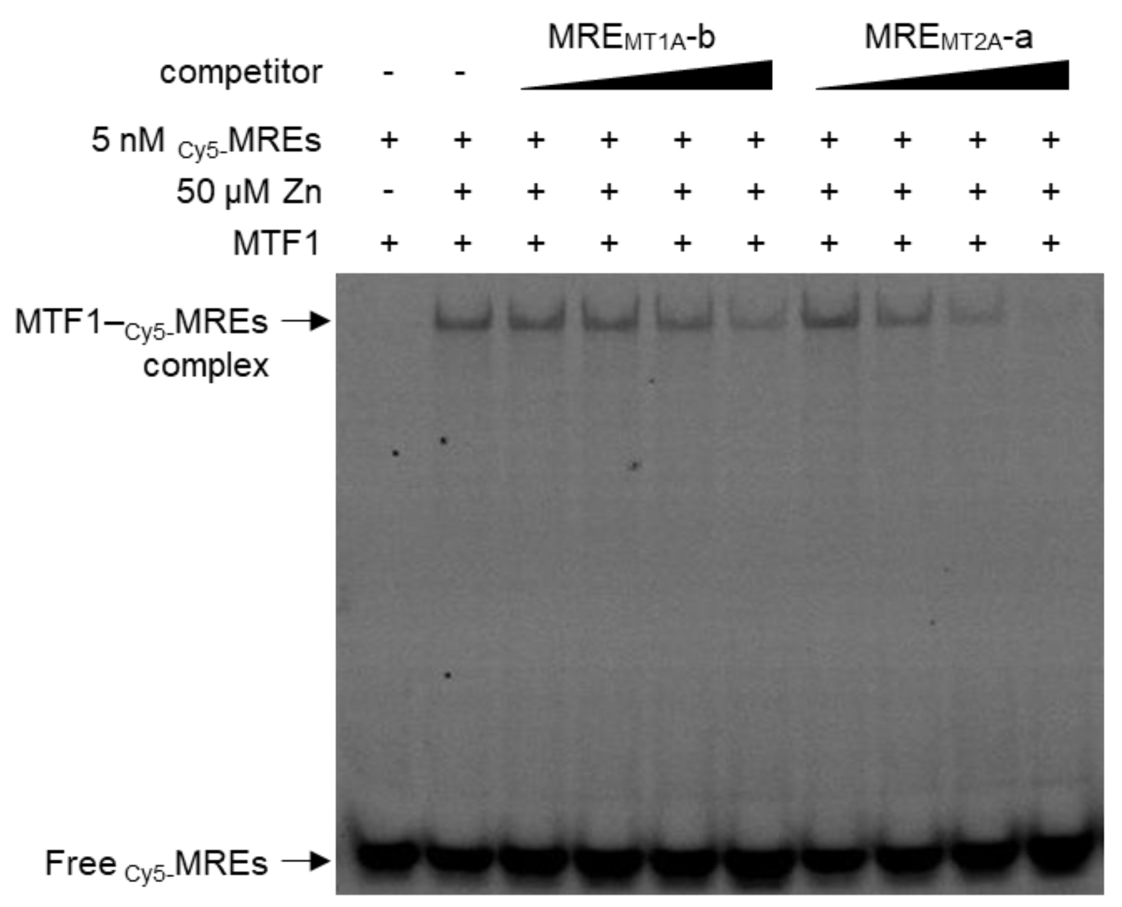 Ijms 24 00283 g005 Ijms 24 00283 g005