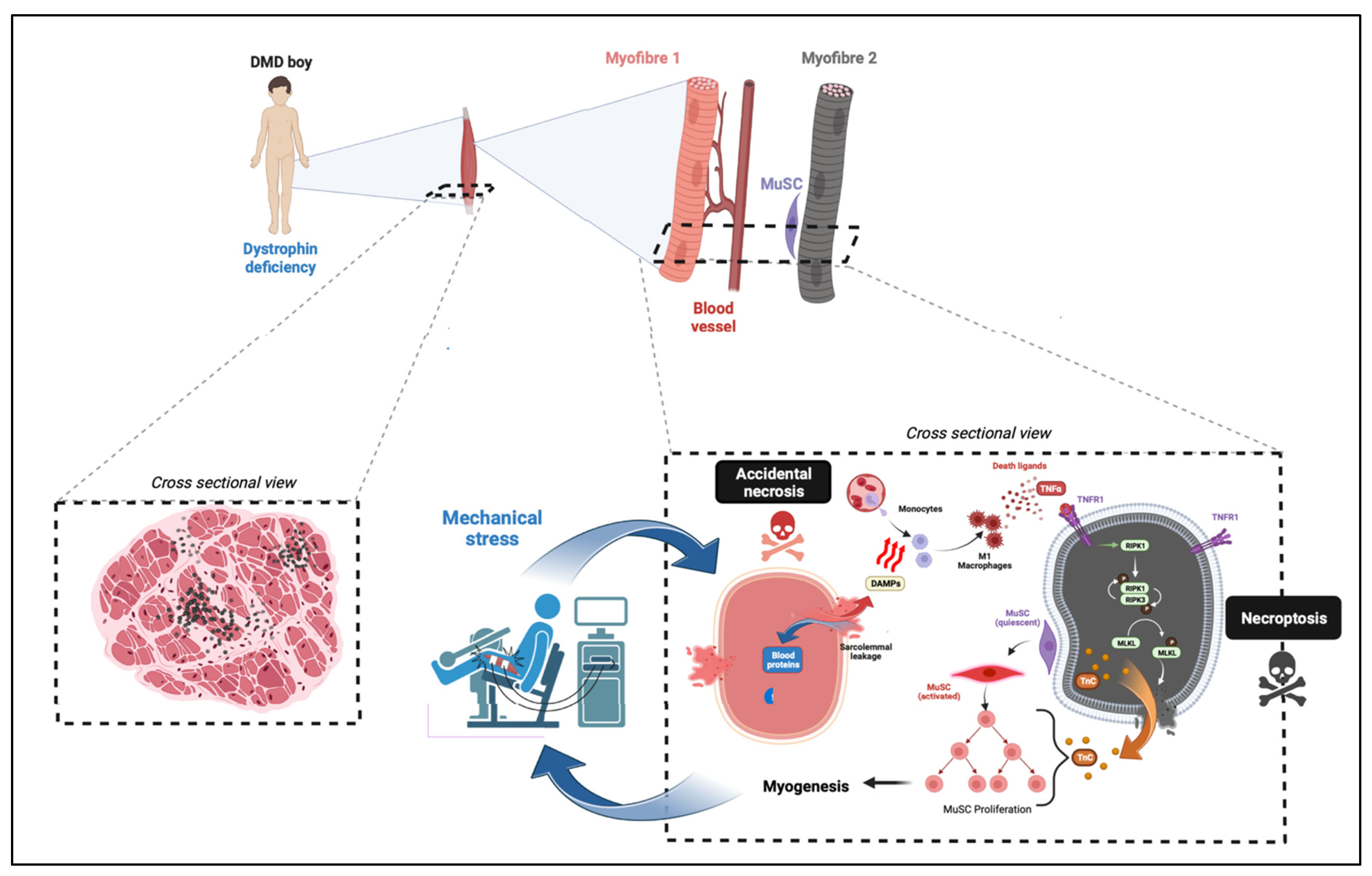 Ijms 24 00362 g002 Ijms 24 00362 g002