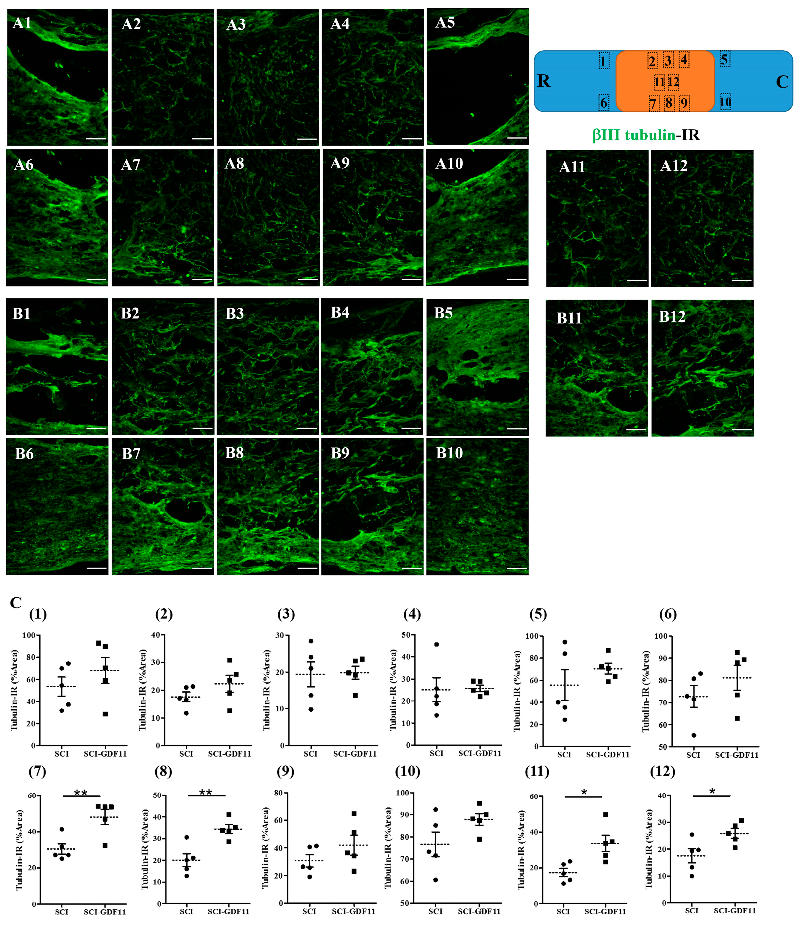 Ijms 24 00421 g008 Ijms 24 00421 g008