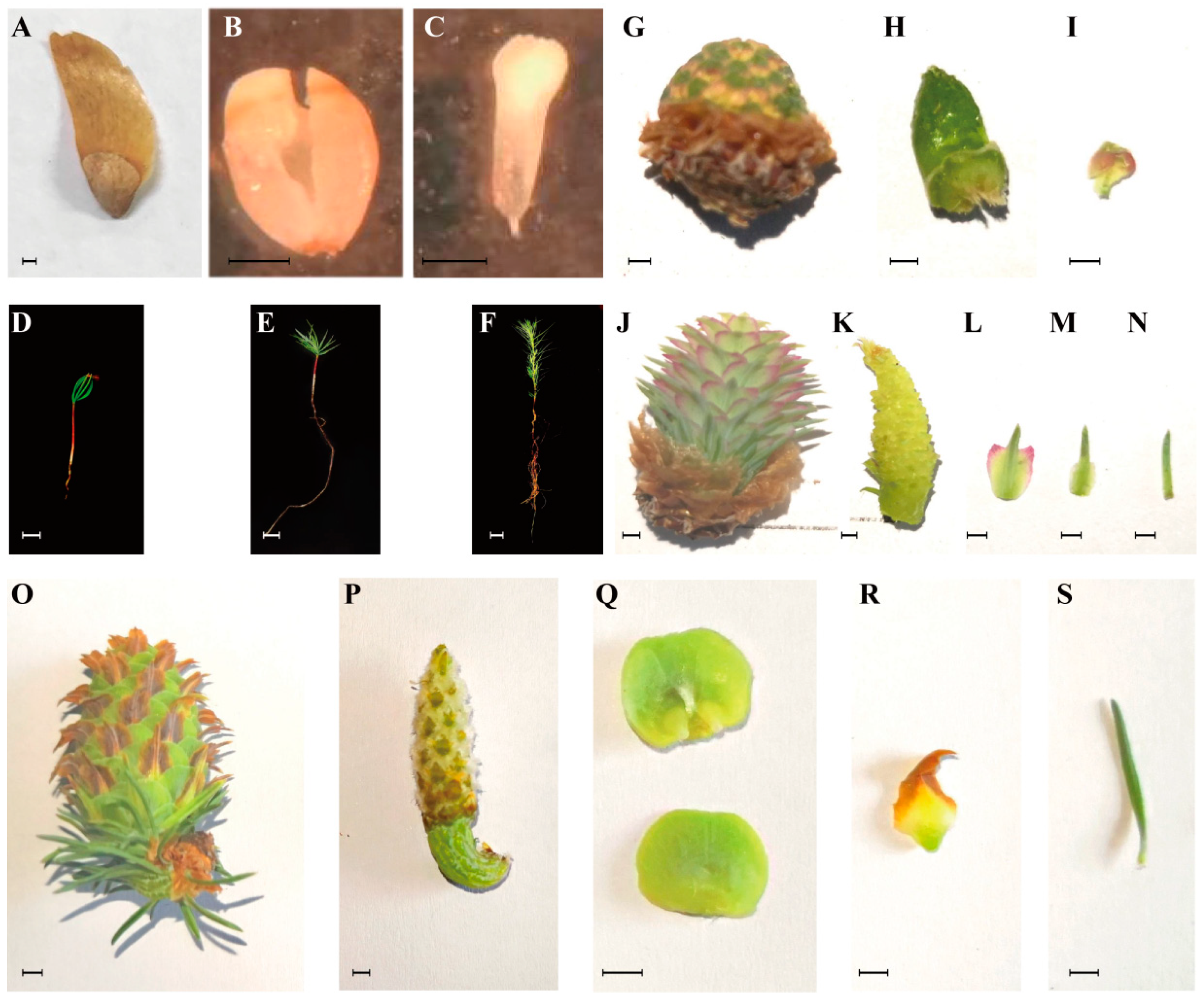 Ijms 24 00426 g005 Ijms 24 00426 g005