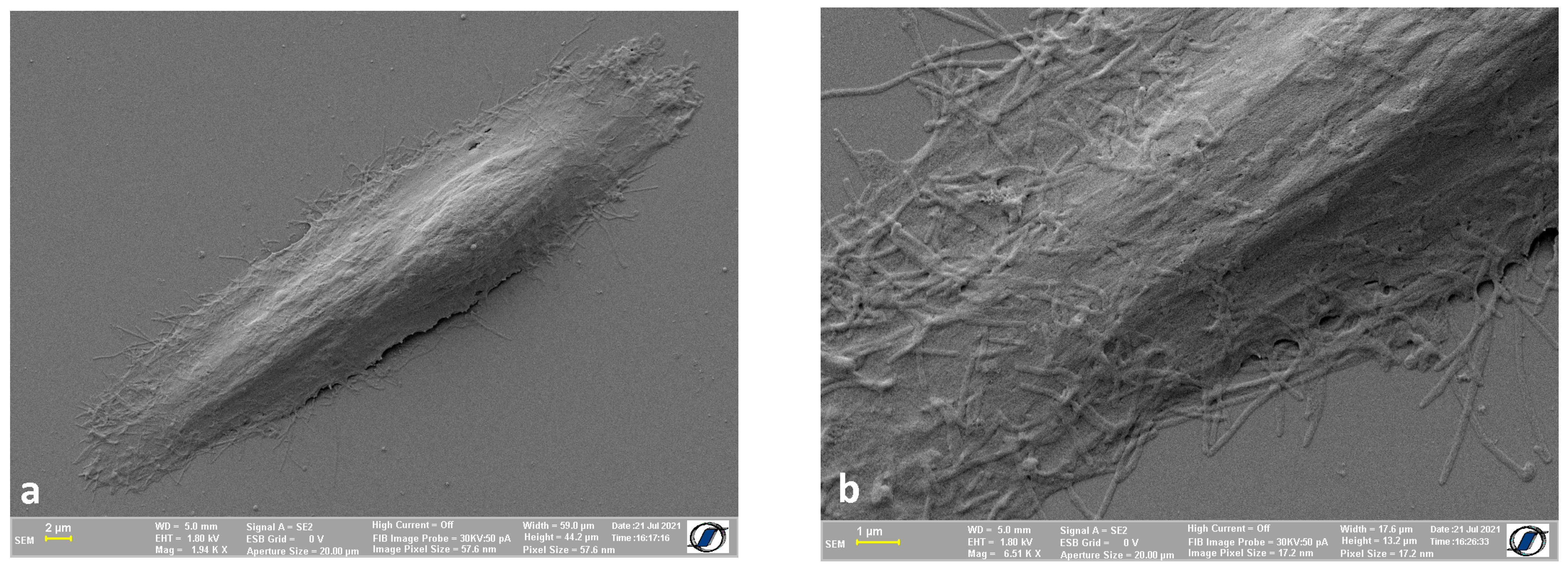 Ijms 24 00430 g003 Ijms 24 00430 g003