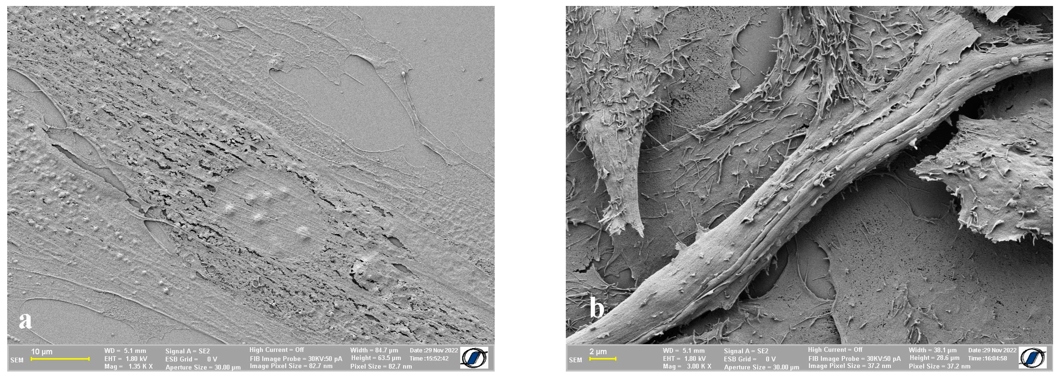 Ijms 24 00430 g004 Ijms 24 00430 g004