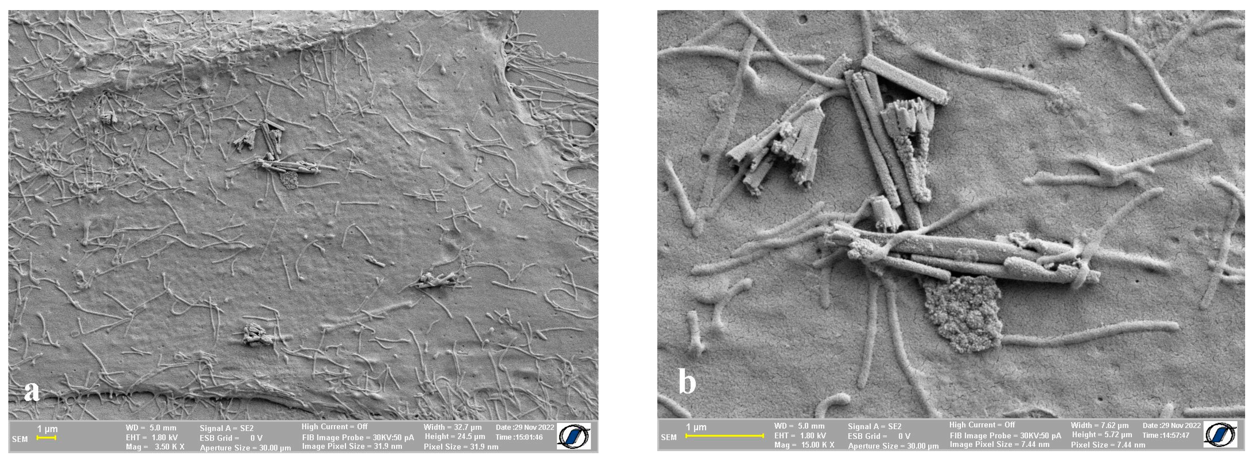 Ijms 24 00430 g005 Ijms 24 00430 g005