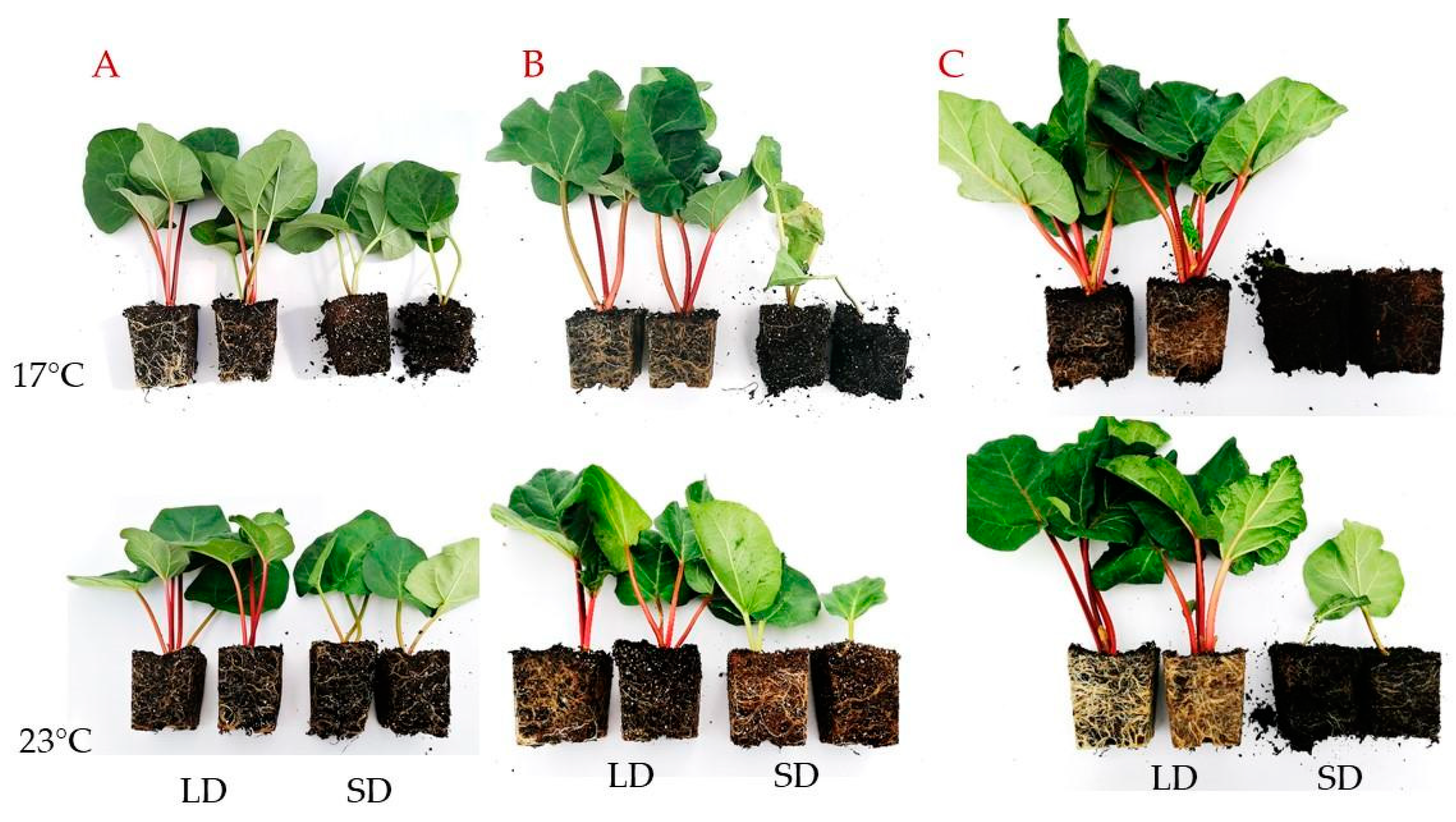 Ijms 24 00607 g002 Ijms 24 00607 g002