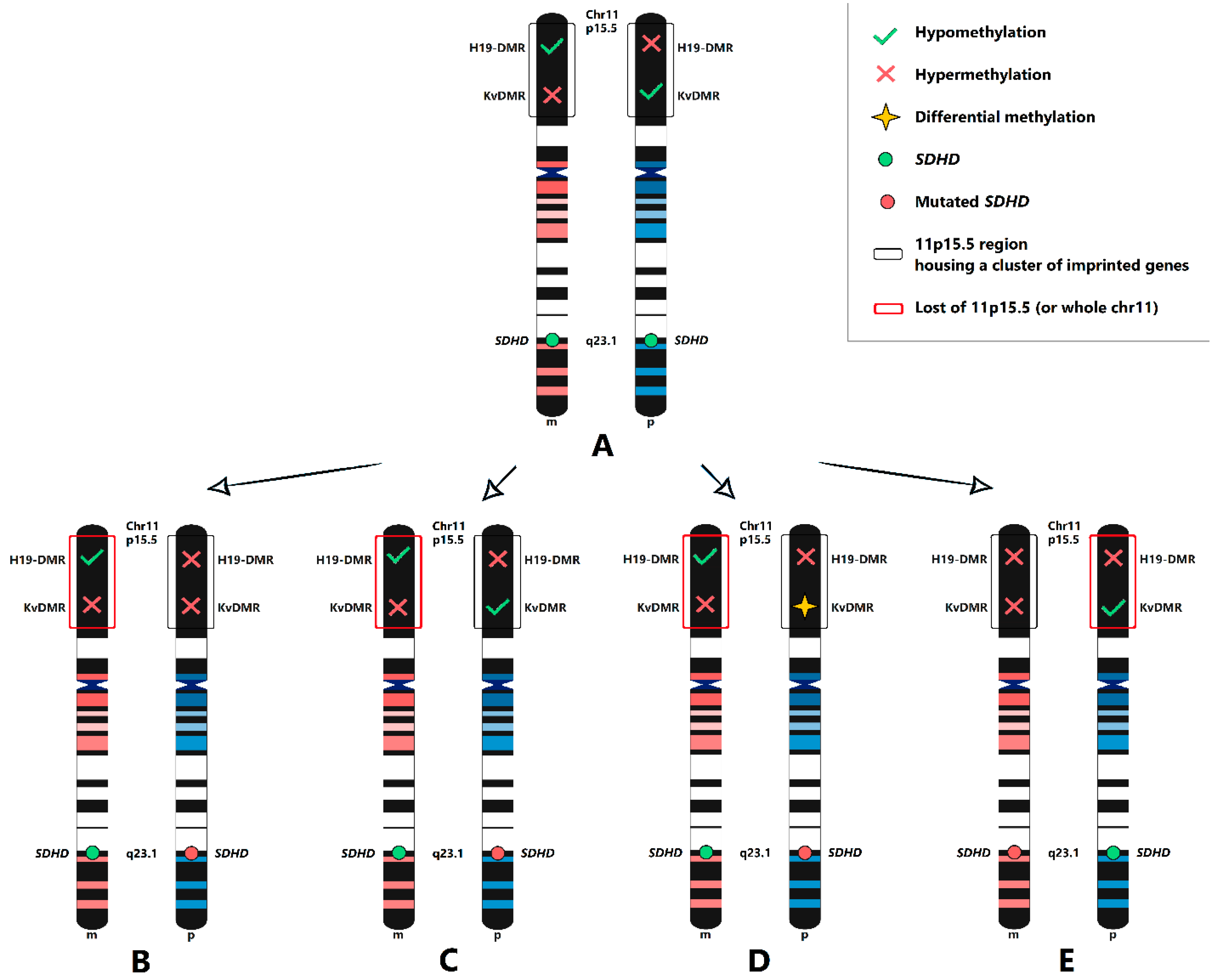 Ijms 24 00628 g004 Ijms 24 00628 g004