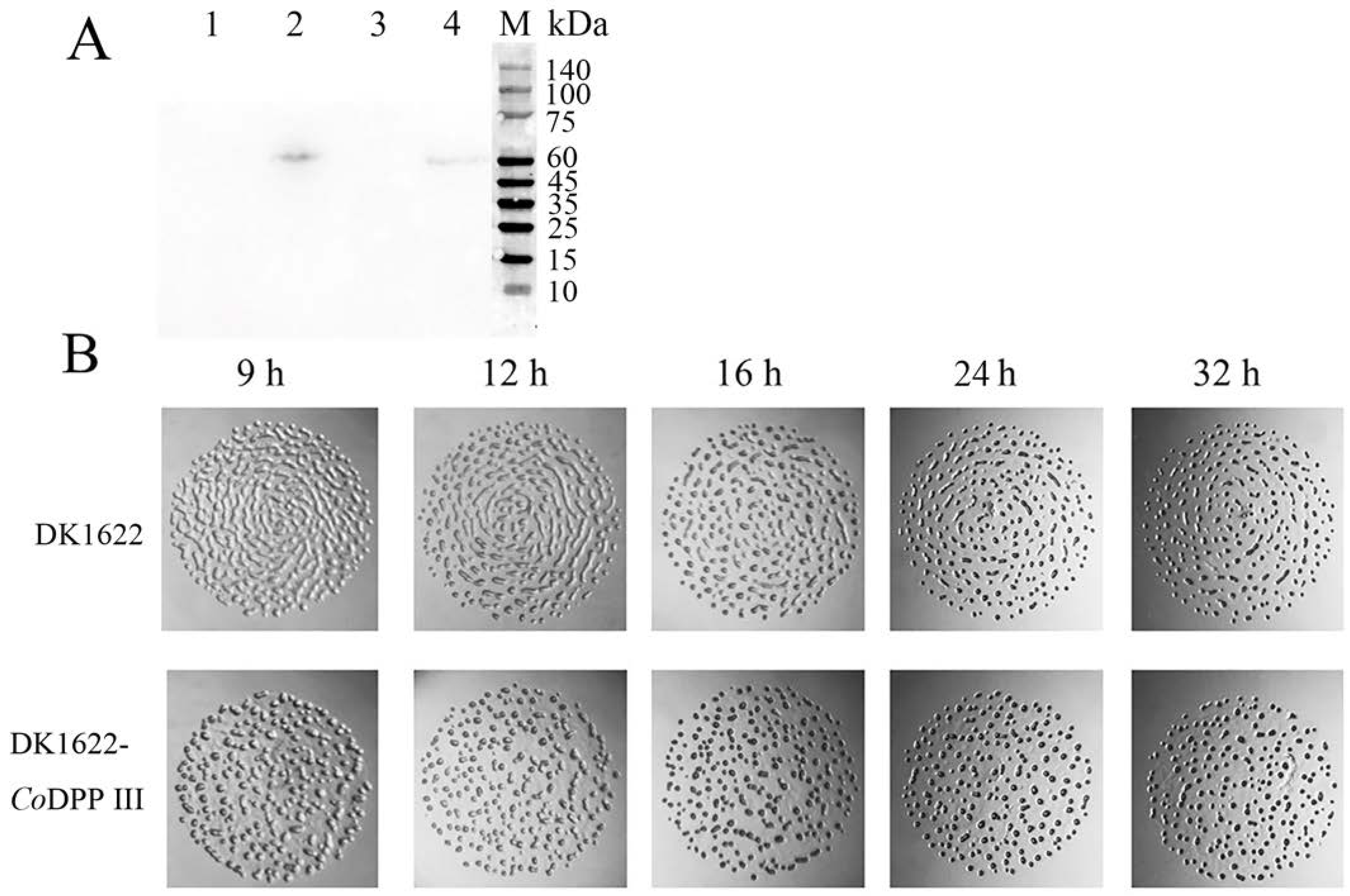 Ijms 24 00631 g009