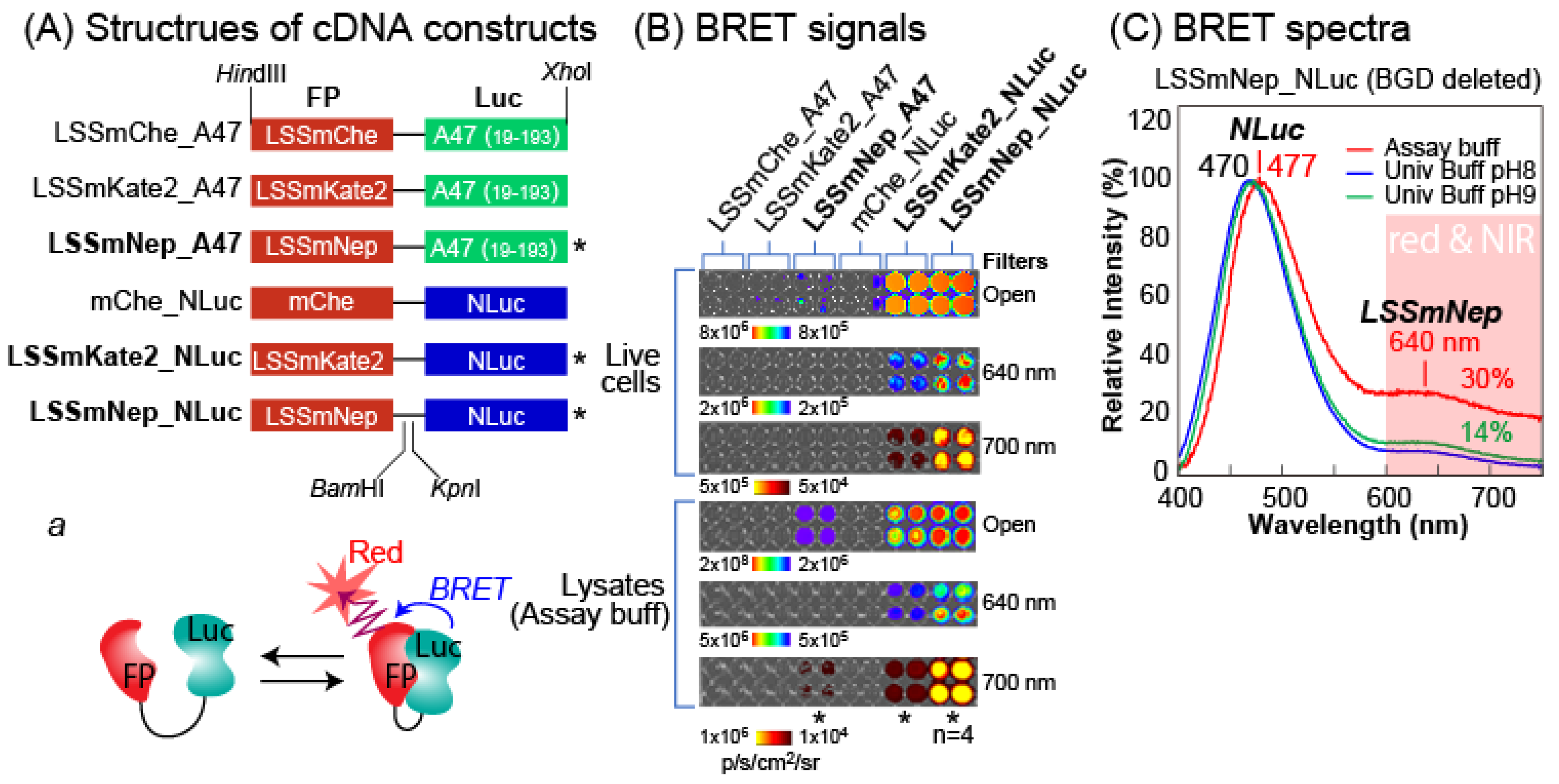 Ijms 24 00677 g003 Ijms 24 00677 g003