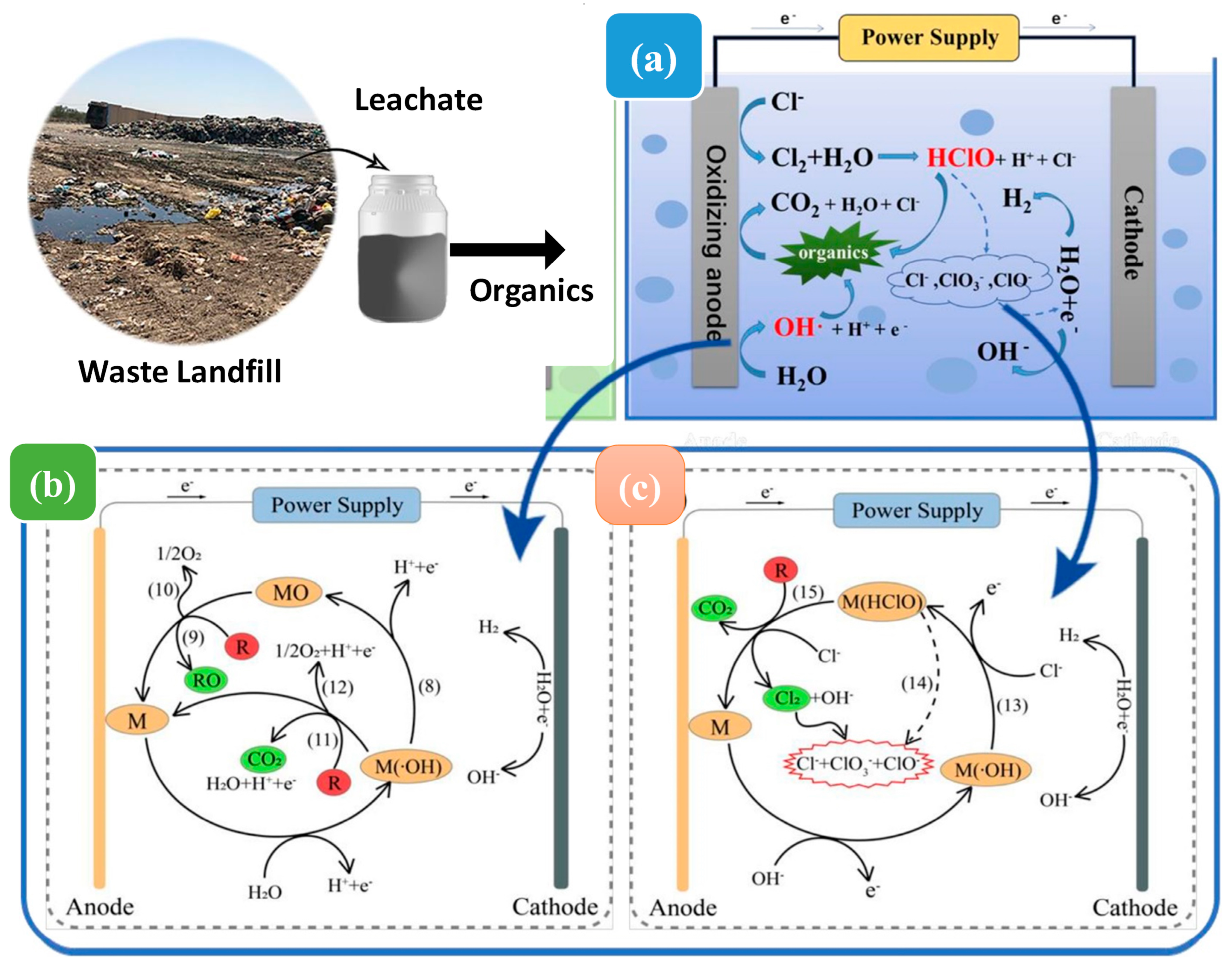 Ijms 24 00763 g003 Ijms 24 00763 g003