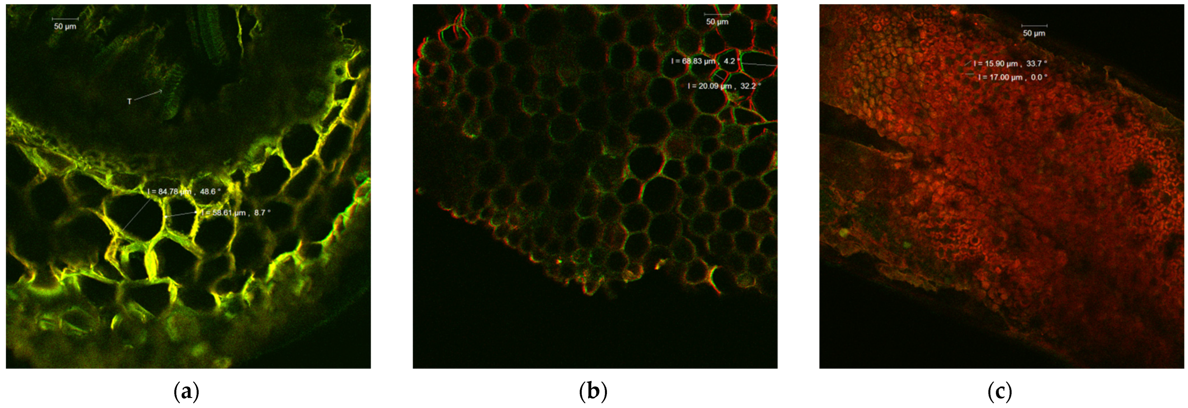 Ijms 24 00828 g001 Ijms 24 00828 g001