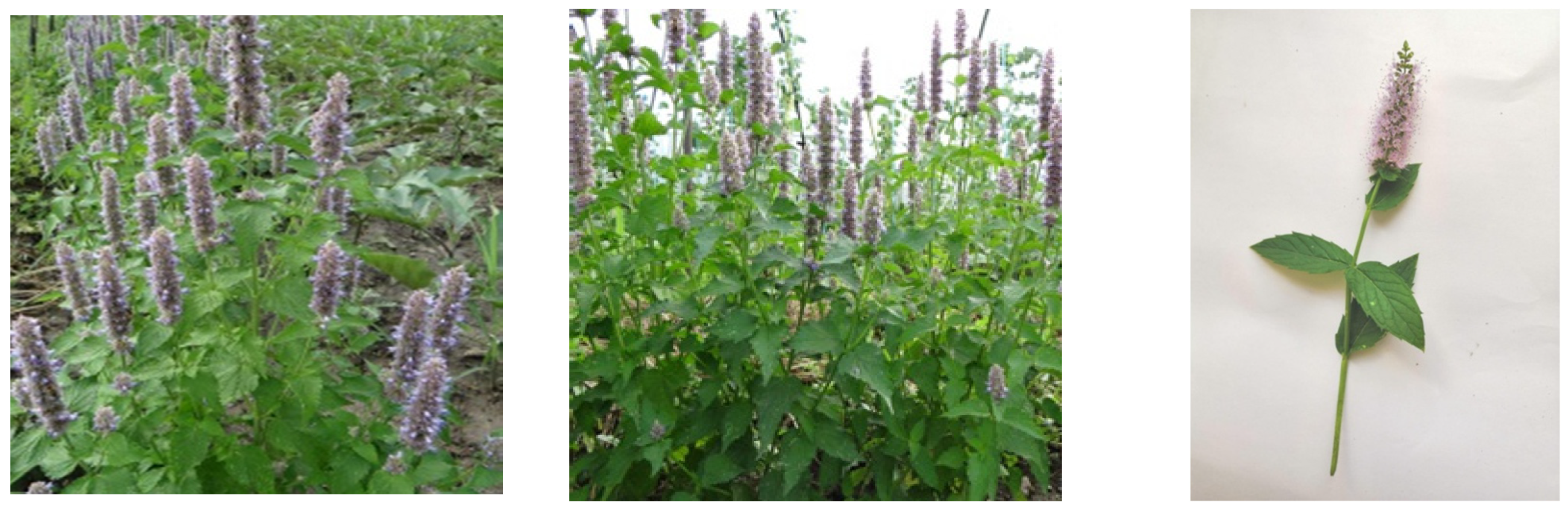 Ijms 24 00828 g010 Ijms 24 00828 g010