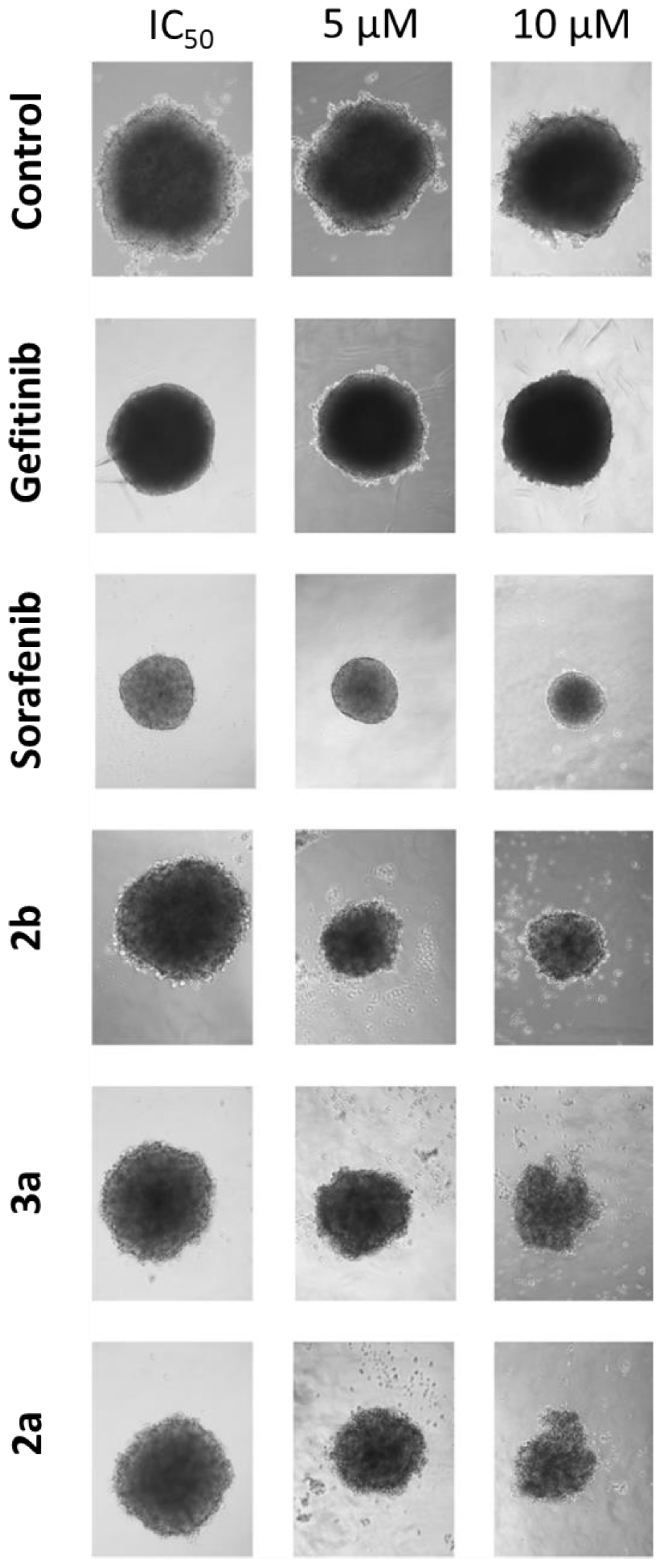 Ijms 24 00854 g009 Ijms 24 00854 g009