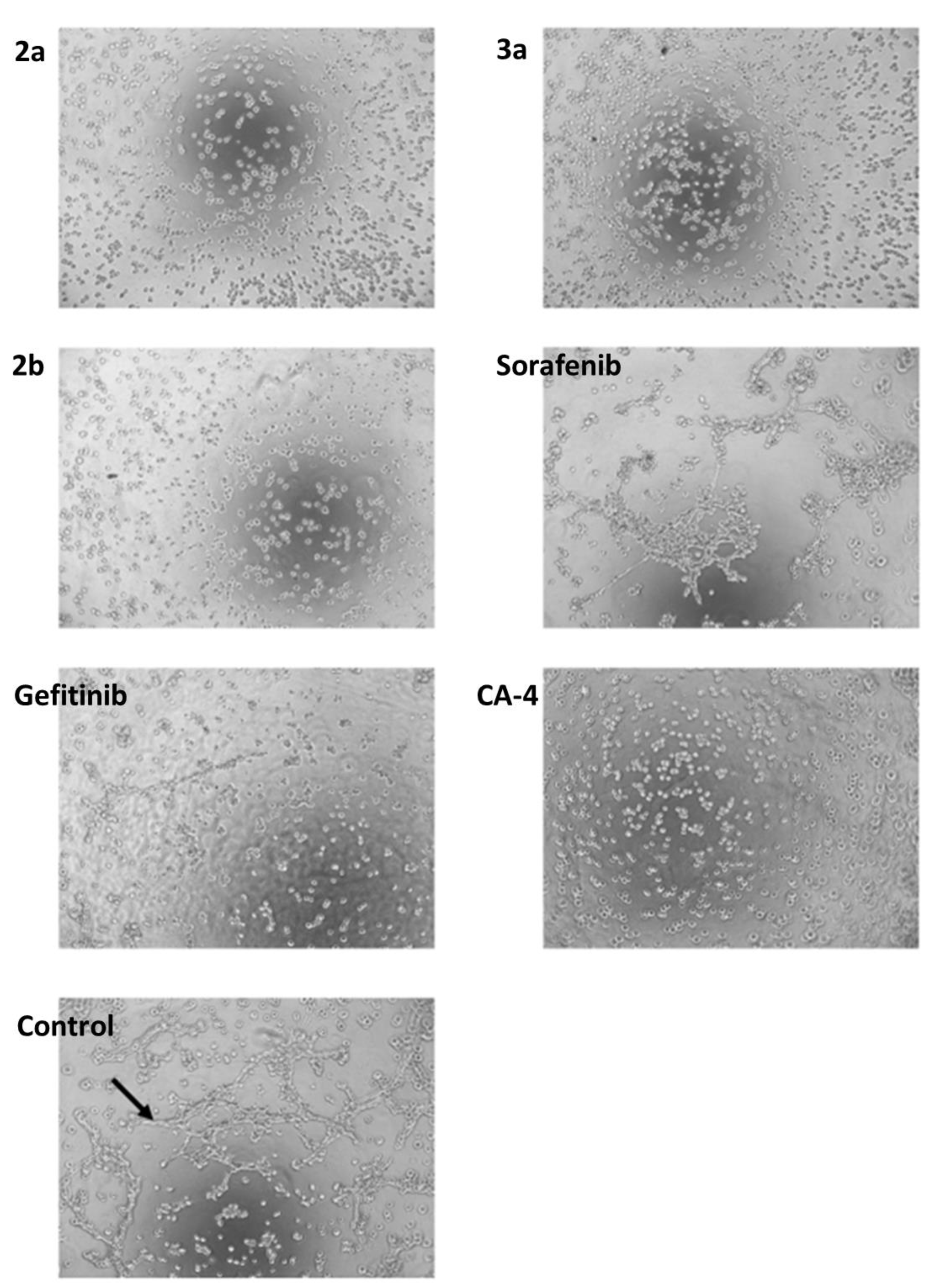 Ijms 24 00854 g010 Ijms 24 00854 g010