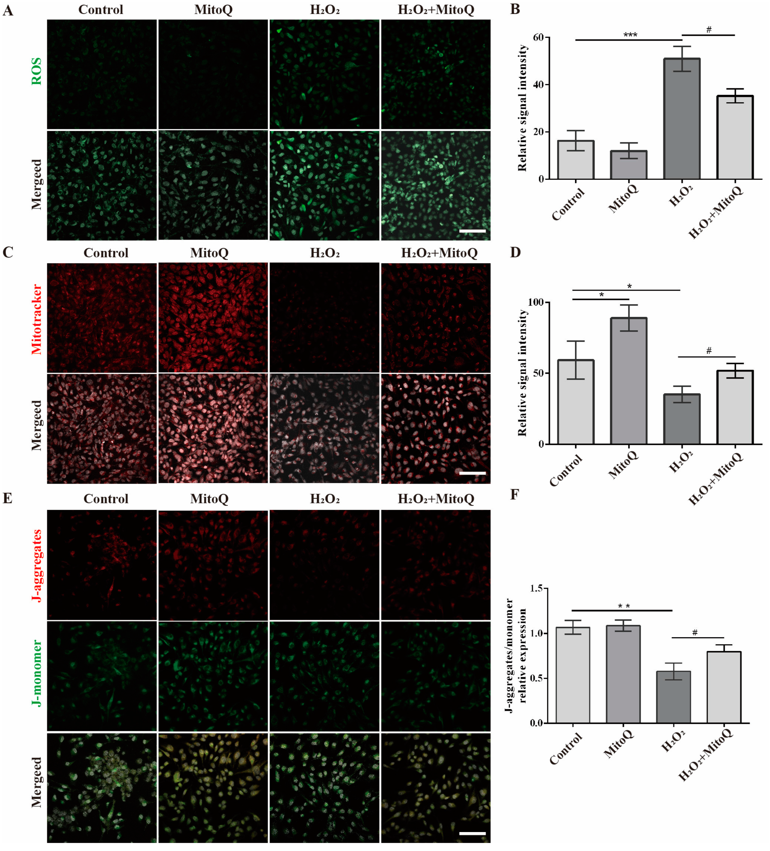 Ijms 24 00924 g005 Ijms 24 00924 g005