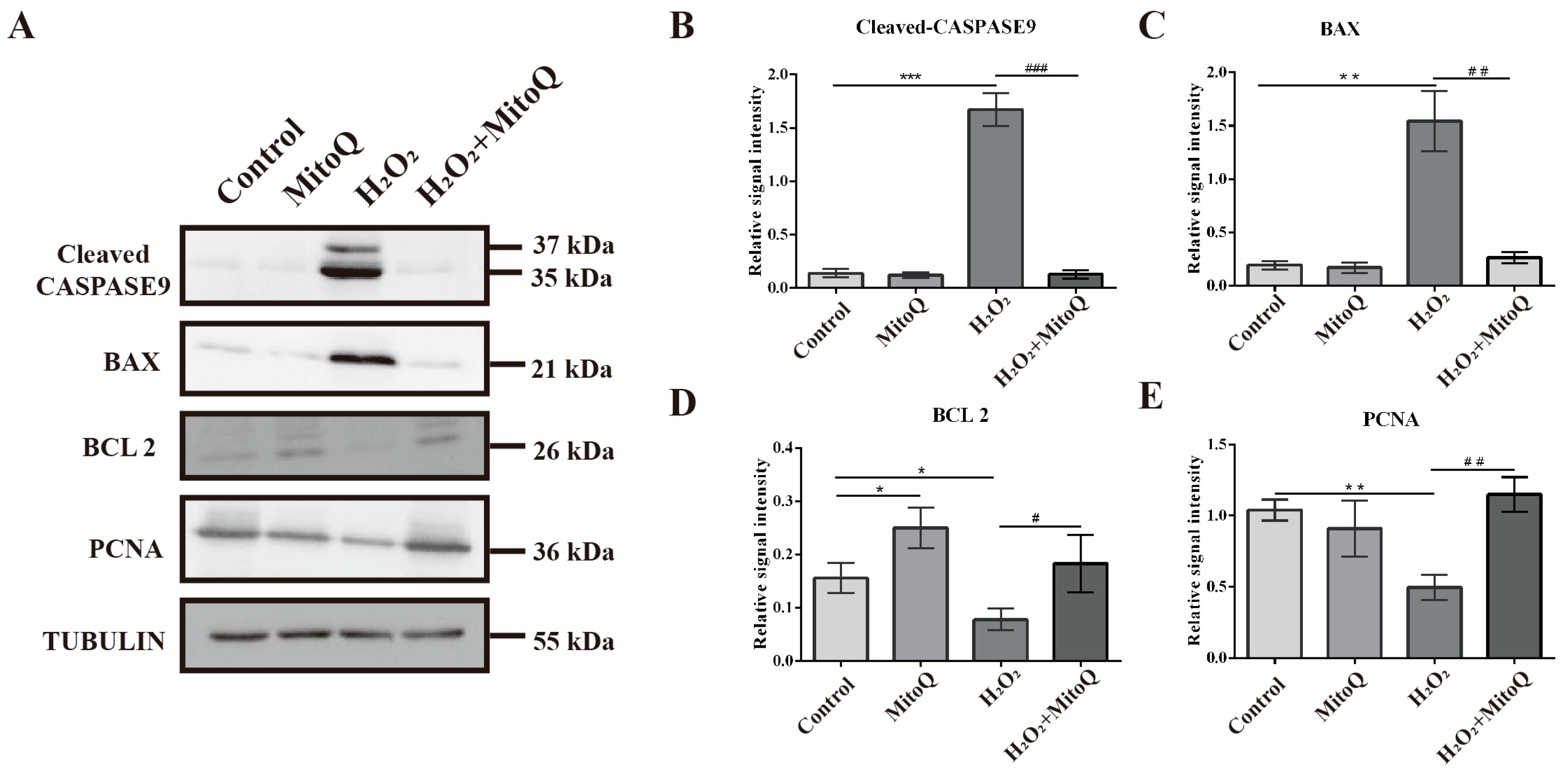 Ijms 24 00924 g006 Ijms 24 00924 g006